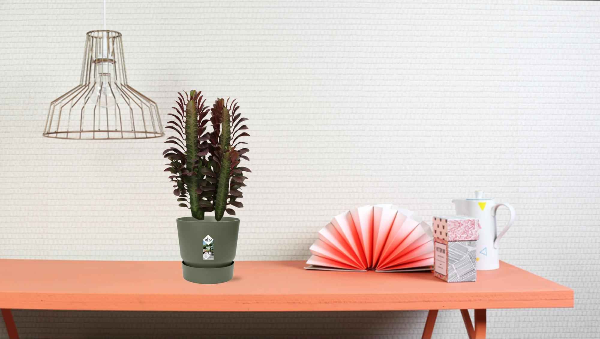 Image of Euphorbia Trigona Rubra – Wolfsmilch – Zimmerpflanze – Ø12cm – ↕40cm – Rote Sukkulente – Pflegeleicht & robust – Für sonnige Innenbereiche-2