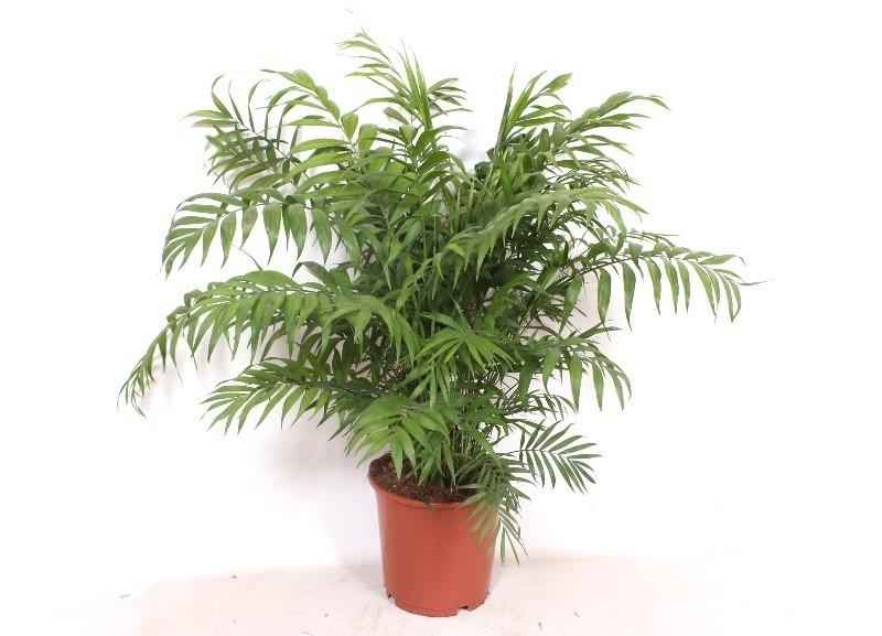 Image of Chamaedorea Elegans – 100cm – Ø24cm – Elegante Zimmerpalme mit feinen Blättern – Pflegeleichte Indoor – Palme für Zimmer & Büro-0