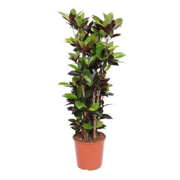 Image of Codiaeum Iceton – 140cm große Zimmerpflanze – Farbintensiver Croton mit gelbgrünem Blattwerk – Tropische Blattpflanze für helle Innenräume – Ø24-27cm-0