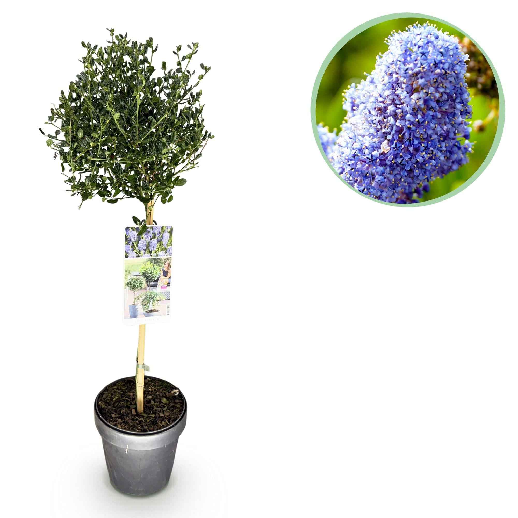Image of Säckelblume Ceanothus impressus Victoria Ø19cm Höhe90cm – Immergrüne Terrassenpflanze mit lila Blüten – Winterharter Zierstrauch für Balkon & Garten-0