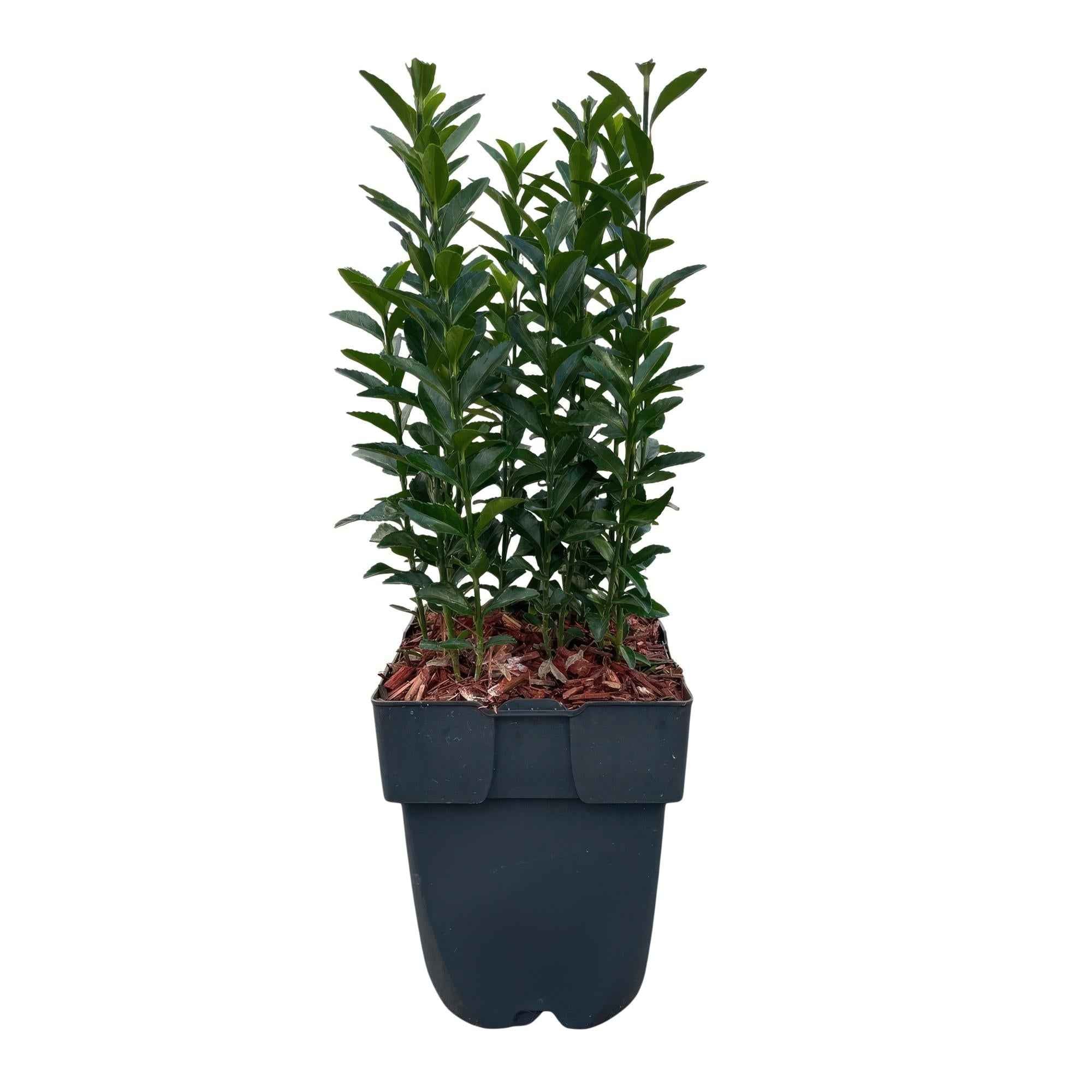 Image of Japanischer Spindelstrauch Euonymus japonicus Green Spire – Heckenpflanze – Blatt Grün – 6 Pflanzen – 1 Meter – Immergrün – 17cm Höhe 40cm-2