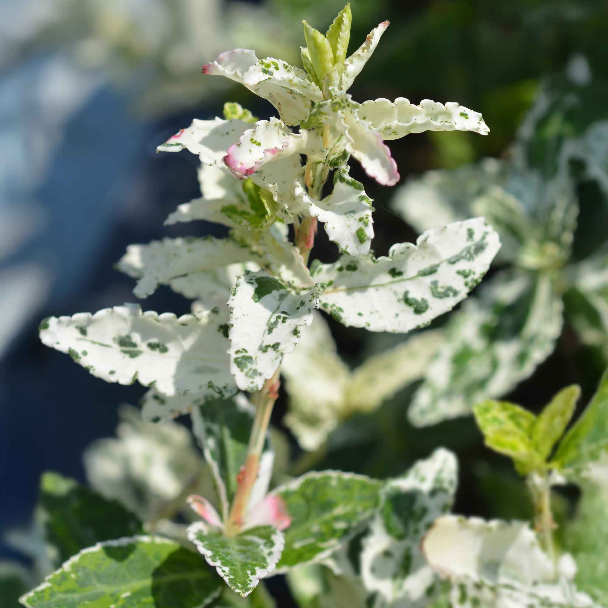 Image of Euonymus fortunei ‘Harlequin’ – Immergrüne Stamm – Pflanze – Terrassen – & Gartenpflanze – pflegeleicht & kompakt – Topf Ø19cm – Höhe ca. 90cm-4