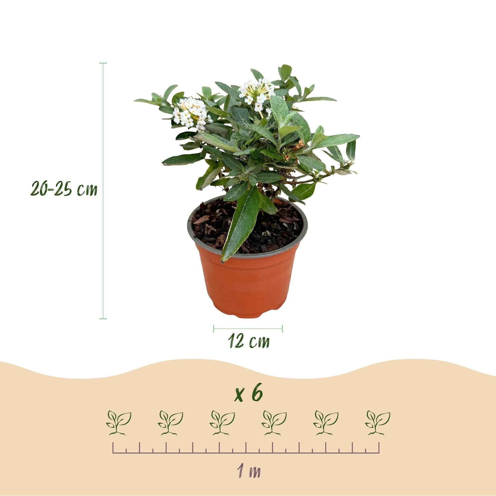 Image of Schmetterlingsstrauch Buddleja davidii Butterfly Candy Little White kompakt weiß 20-25cm im 12cm Topf bienenfreundlich duftend für Garten Balkon