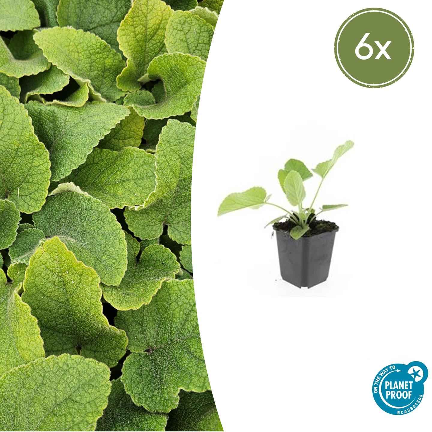 Image of Russel – Brandkraut Phlomis russeliana – ↕10-25cm – Ø9cm – 6 Pflanzen – Winterhart & Bienenfreundlich – Sommerblüher für Beete & Garten