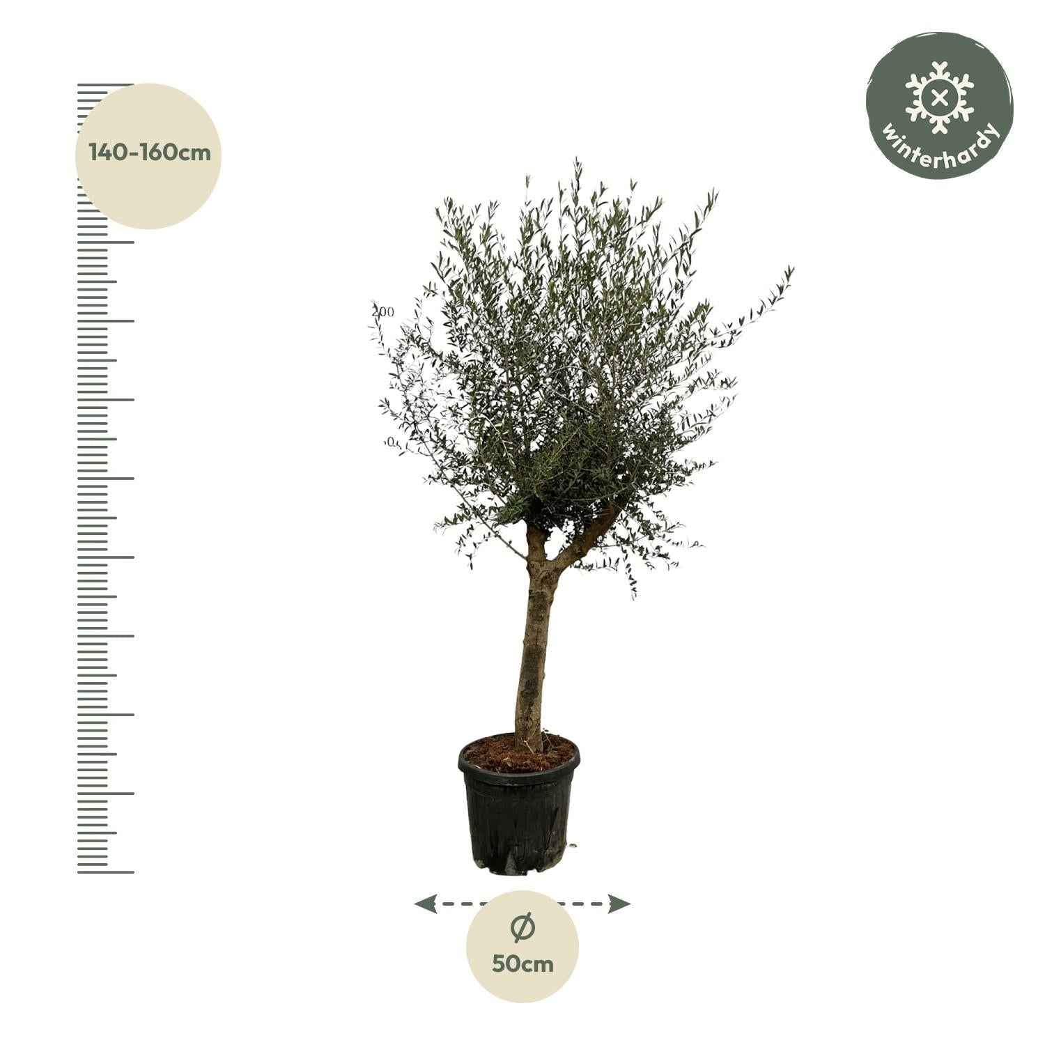 Image of Olivenbaum Olea Lorc – ca. 200cm hoch – Ø45cm – Mediterrane Zimmer – & Gartenpflanze – Immergrün & pflegeleicht – Für sonnige Standorte-1
