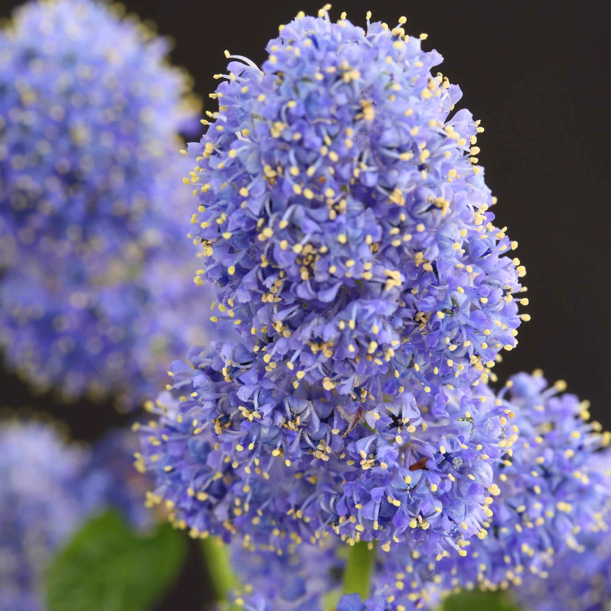 Image of Kalifornischer Flieder Ceanothus thyrsiflorus Repens Ø19cm Höhe90cm – Immergrüner Zierstrauch mit blau – lila Blüten-2