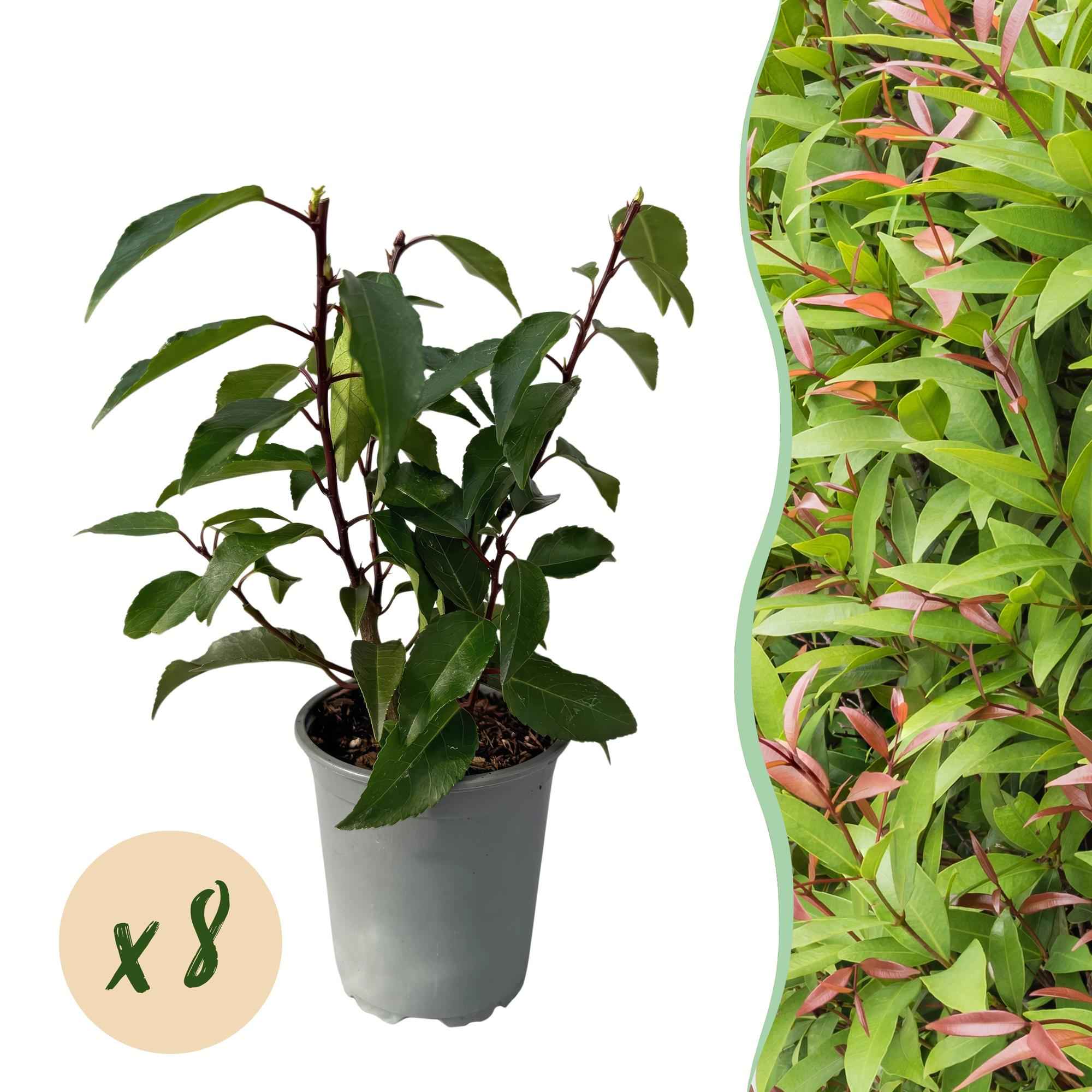 Image of Prunus lusitanica Angustifolia – Chickasa – Pflaume – Immergrüne Heckenpflanze – Blatt Grün – 9cm x H30-35cm – pflegeleicht – 8 Pflanzen-1