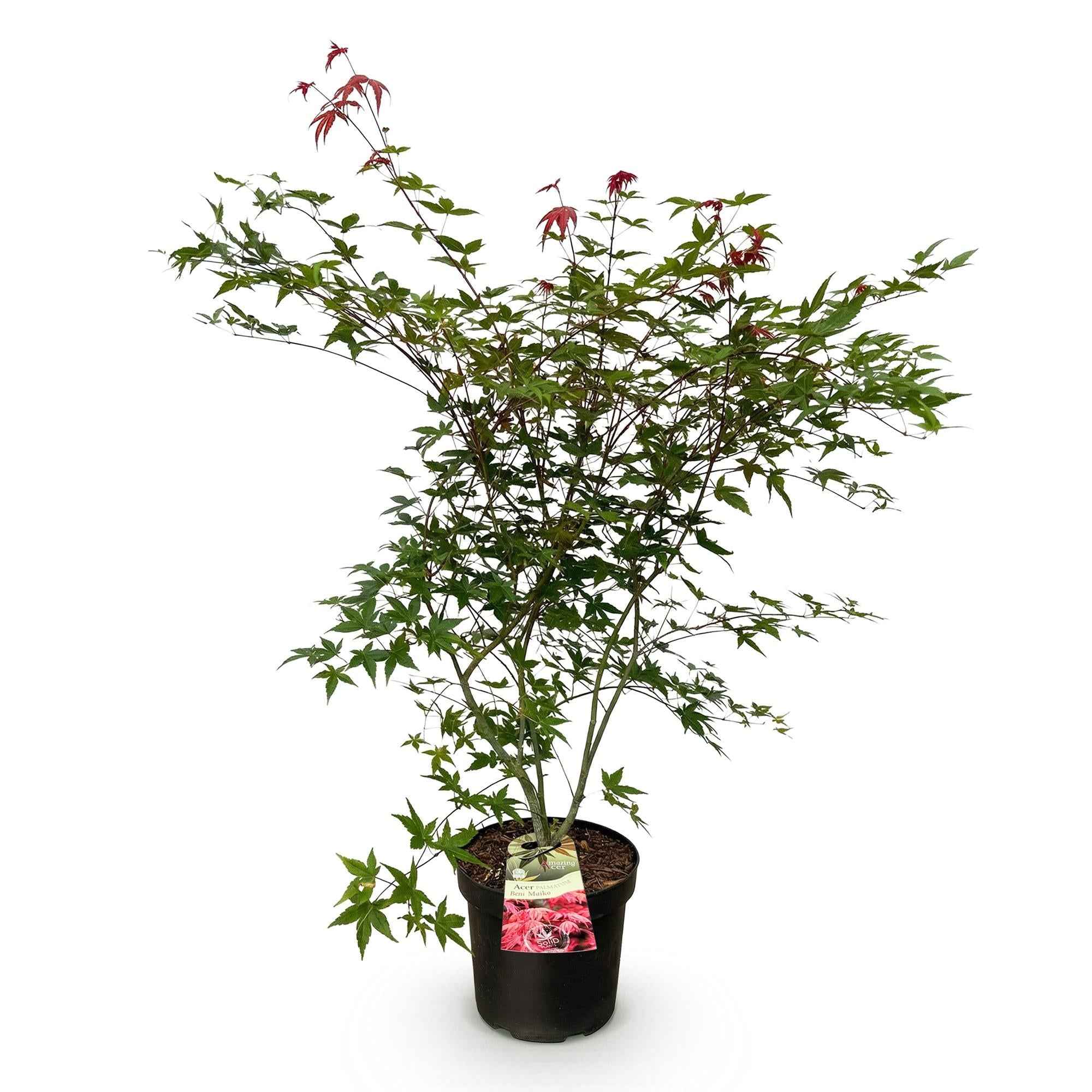 Image of Japanischer Ahorn Acer palmatum Beni Maiko, rote laubabwerfende Gartenpflanze, Zierahorn für Garten und Kübel, Ø26cm, 90cm hoch, für halbschattige