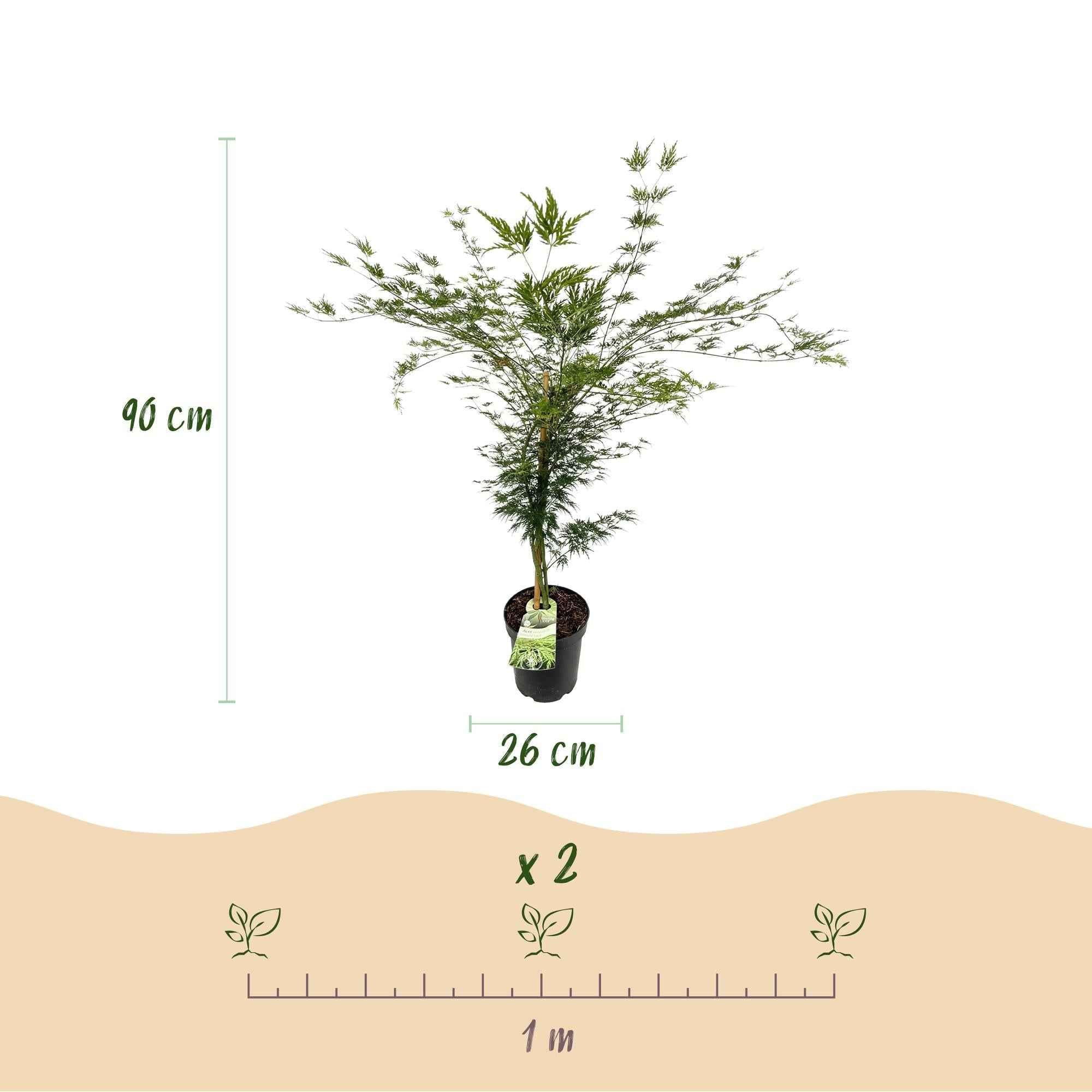 Image of Japanischer Ahorn Acer palmatum Emerald Lace, laubabwerfende Gartenpflanze in Grün, fein geschlitzter Zierahorn für Garten und Kübel, Ø26cm, 90cm-3