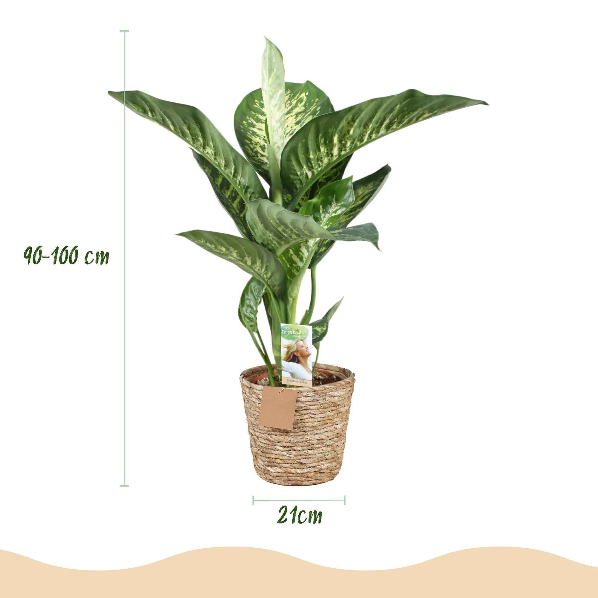 Image of Dieffenbachia Tropic Snow – 90-100cm – 21cm inkl. Naturkorb – Pflegeleichte bunte Zimmerpflanze – Großes grün – weißes Blattwerk-2