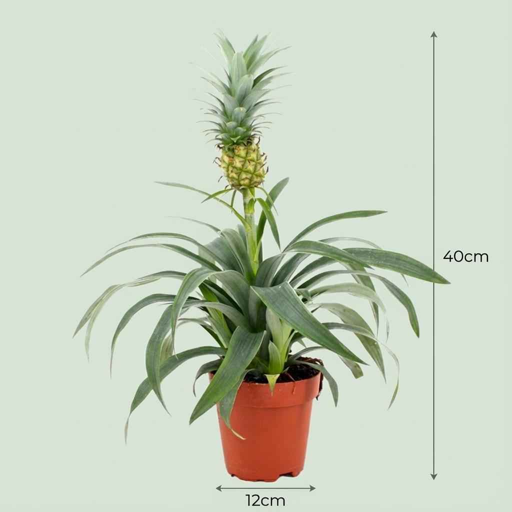 Image of Ananaspflanze Mi Amigo – Ø12cm – Höhe 35-40cm – Tropische Zimmerpflanze mit dekorativer Mini – Ananas – Exotische Pflanze für Wohnraum & Büro-3