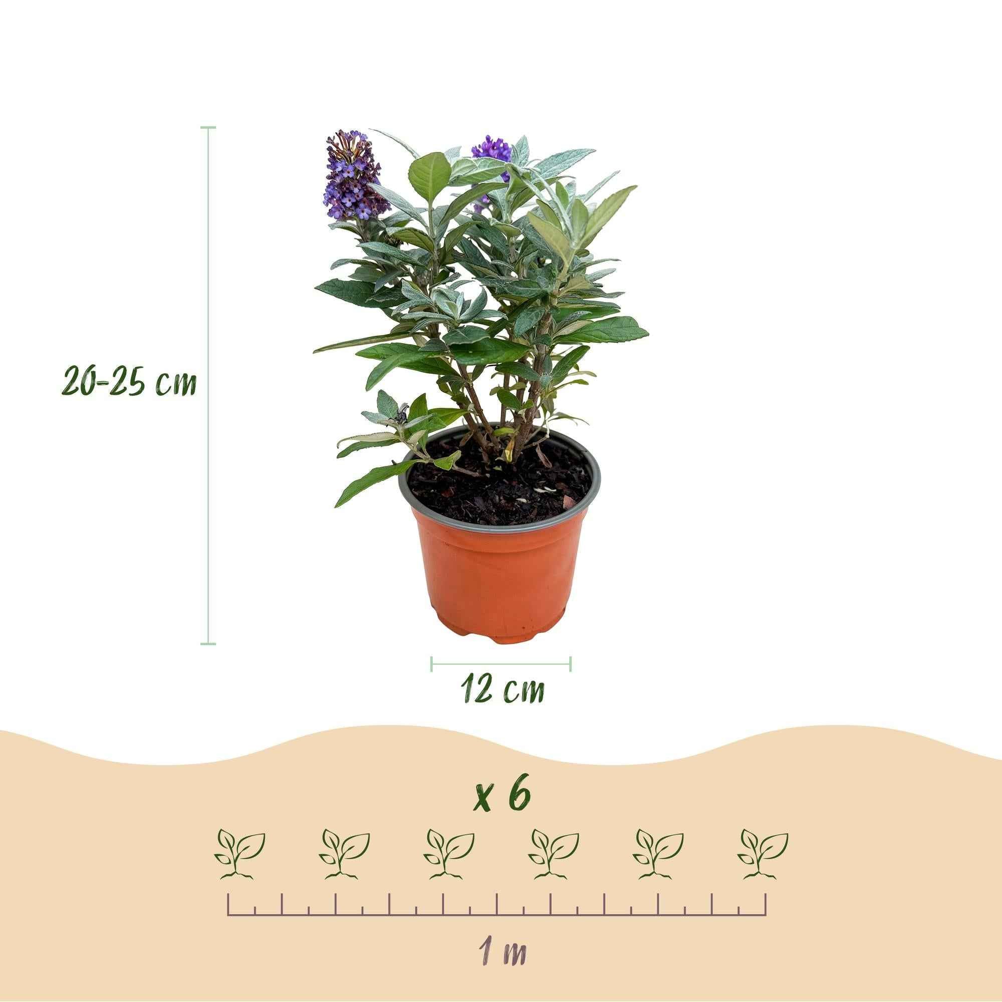 Image of Schmetterlingsflieder Buddleja davidii Little Lila kompakt lila 20-25cm 12cm winterhart bienenfreundlich duftend für Garten Balkon Terrasse Beet-3