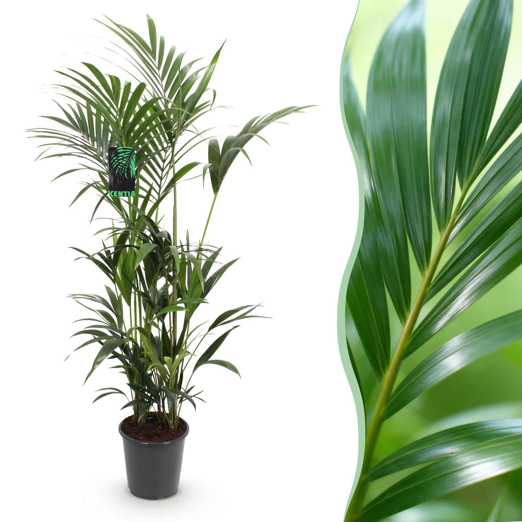 Image of Howea Forsteriana – Kentia – Palme – 160-170cm – 27cm – Pflegeleichte, elegante Zimmerpalme mit fiederartigen Wedeln – Tropisches Highlight für Wohn-1