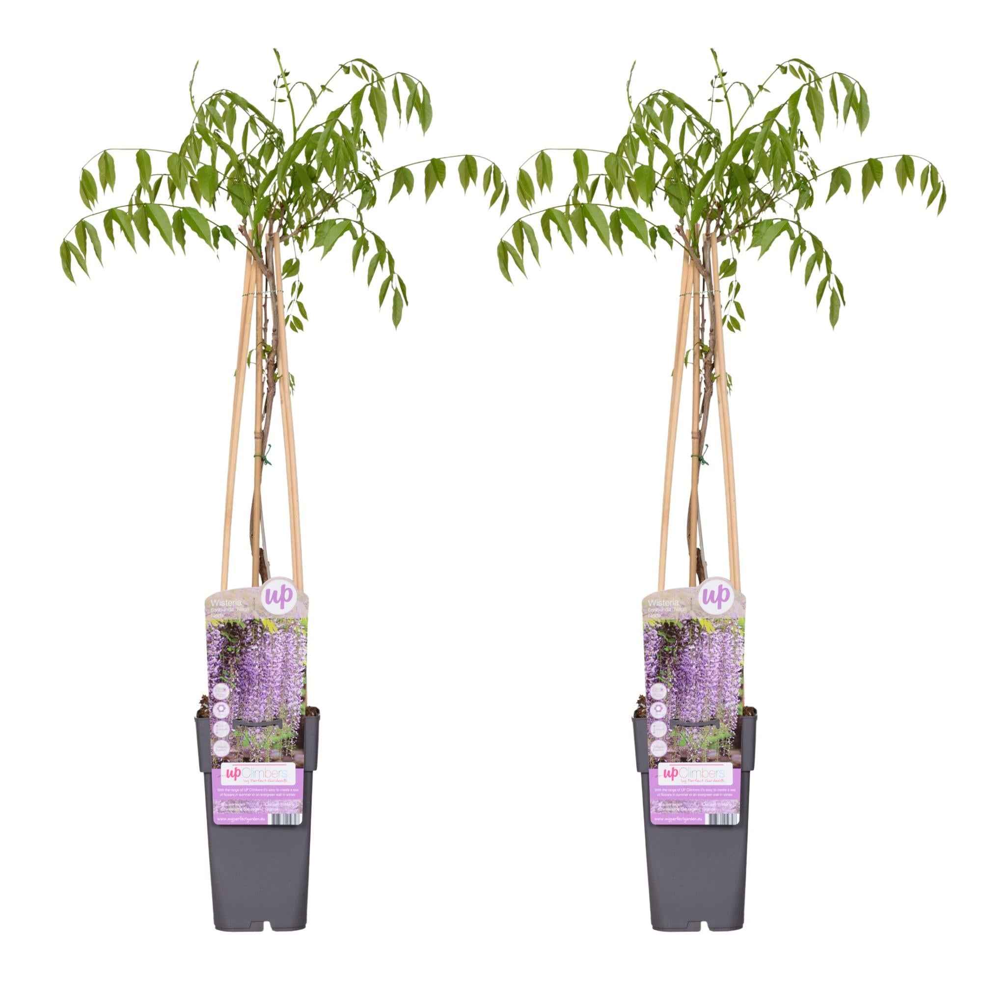 Image of Blauregen Wisteria floribunda 'Naga Noda' – Kletterpflanze – Ø15cm – ↕65cm – 2 Pflanzen – Schnell wachsend – Duftende blaue Blütenrispen-0