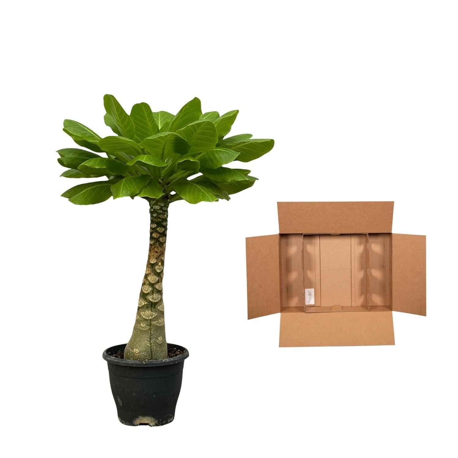 Image of Vulkanpalme Brighamia insignis – Zimmerpflanze 25cm hoch – Ø12cm – Tropische Rarität mit glänzenden Blättern – Pflegeleicht & dekorativ-2