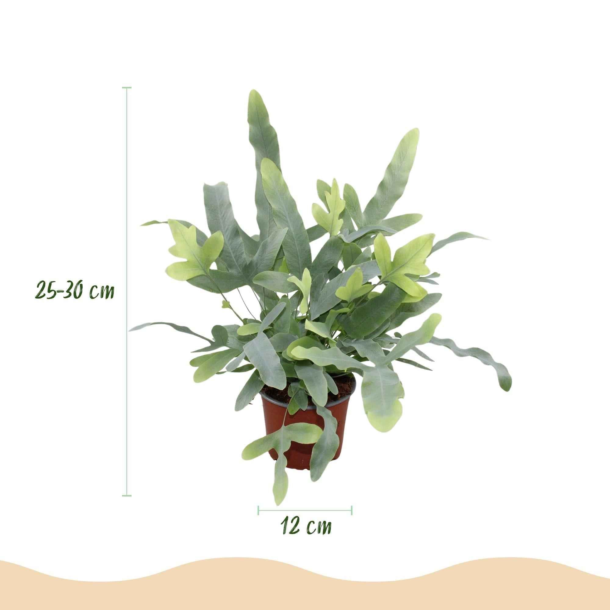 Image of Phlebodium aureum Blue Star Farn – Blaue Farnpflanze – Haustierfreundliche Zimmerpflanze 12cm – Höhe ca.25cm – Tropenfarn für Wohnzimmer & Büro-2