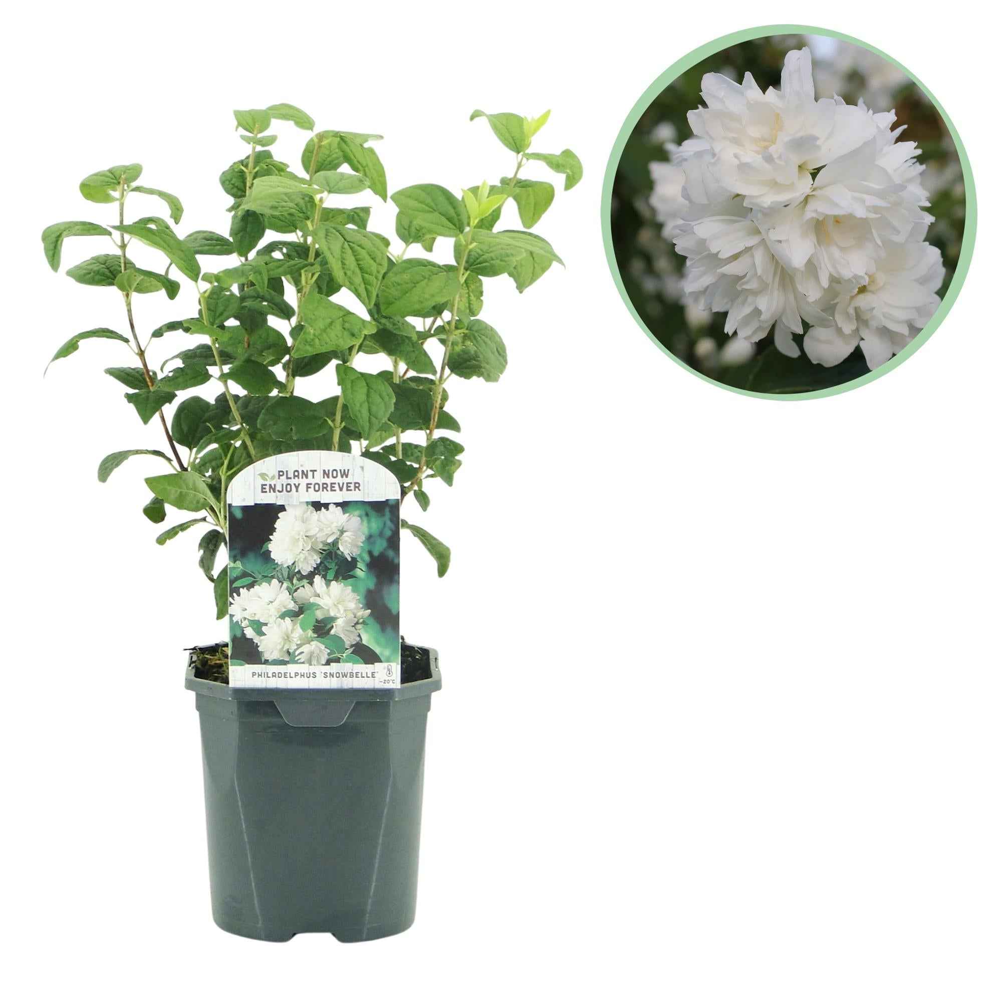 Image of Bauernjasmin Philadelphus Snowbelle – Duftende Weiße Blüten – Wenig Pflege – 17cm Höhe 45cm – Für Garten, Terrasse & Balkon-1