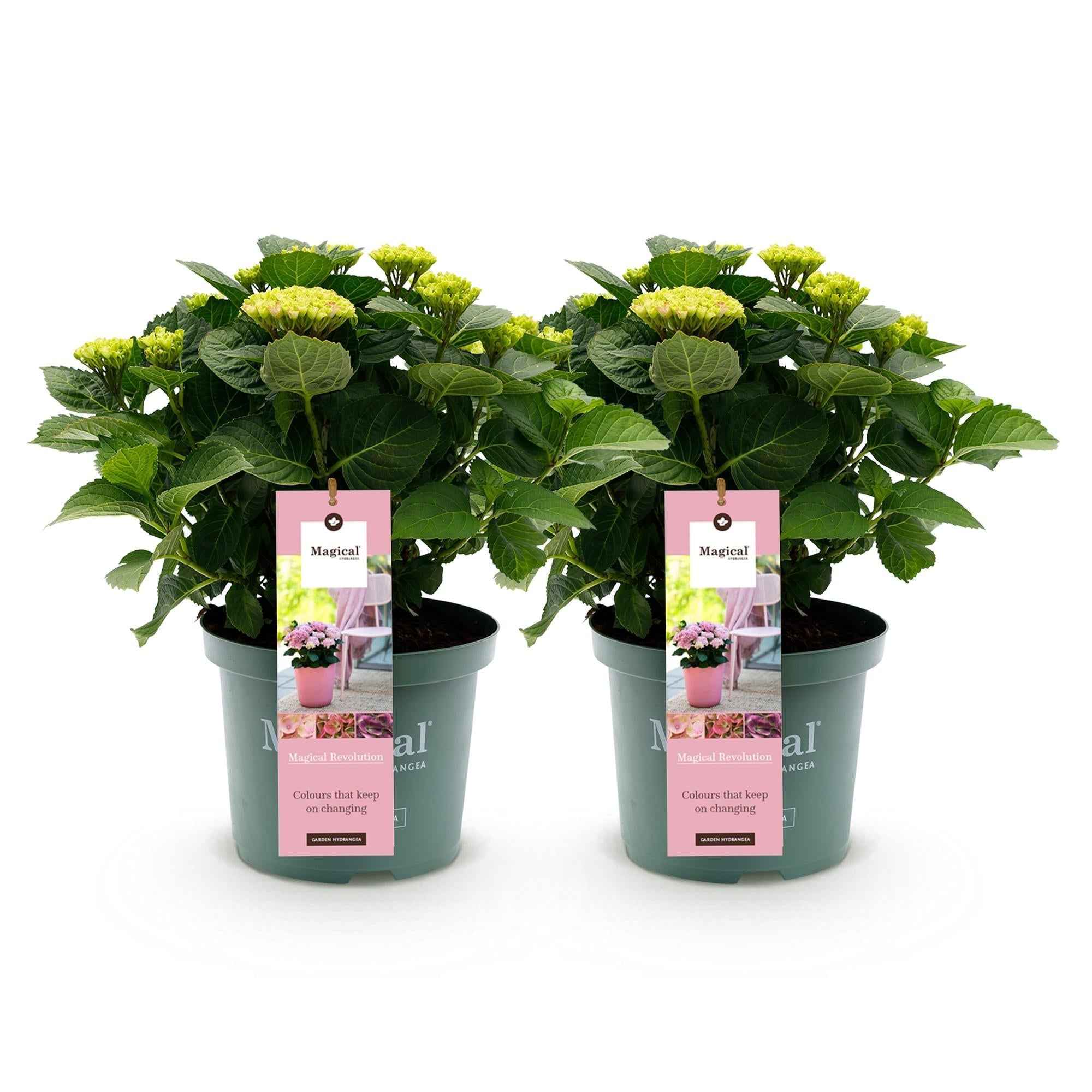 Image of Hydrangea macrophylla Magical Revolution Pink – Gartenhortensie – 2 Pflanzen – Topf 23cm – Höhe 55cm – Rosa Blüten – Balkonpflanze – Sommerblüte-1