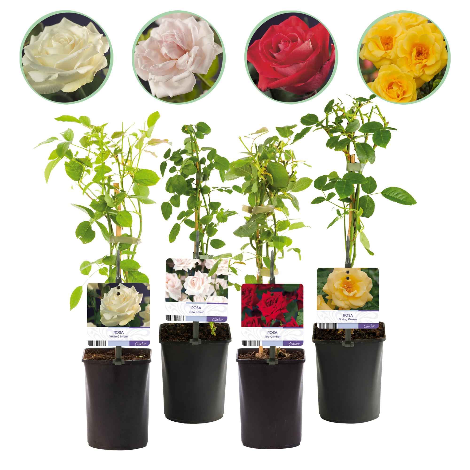 Image of Kletterrose – Rosa Rainbow – Blumen Rosa – Weiß – Gelb – Rot – 4 Pflanzen – Wenig Pflege – 11cm – Höhe ca. 40cm-0