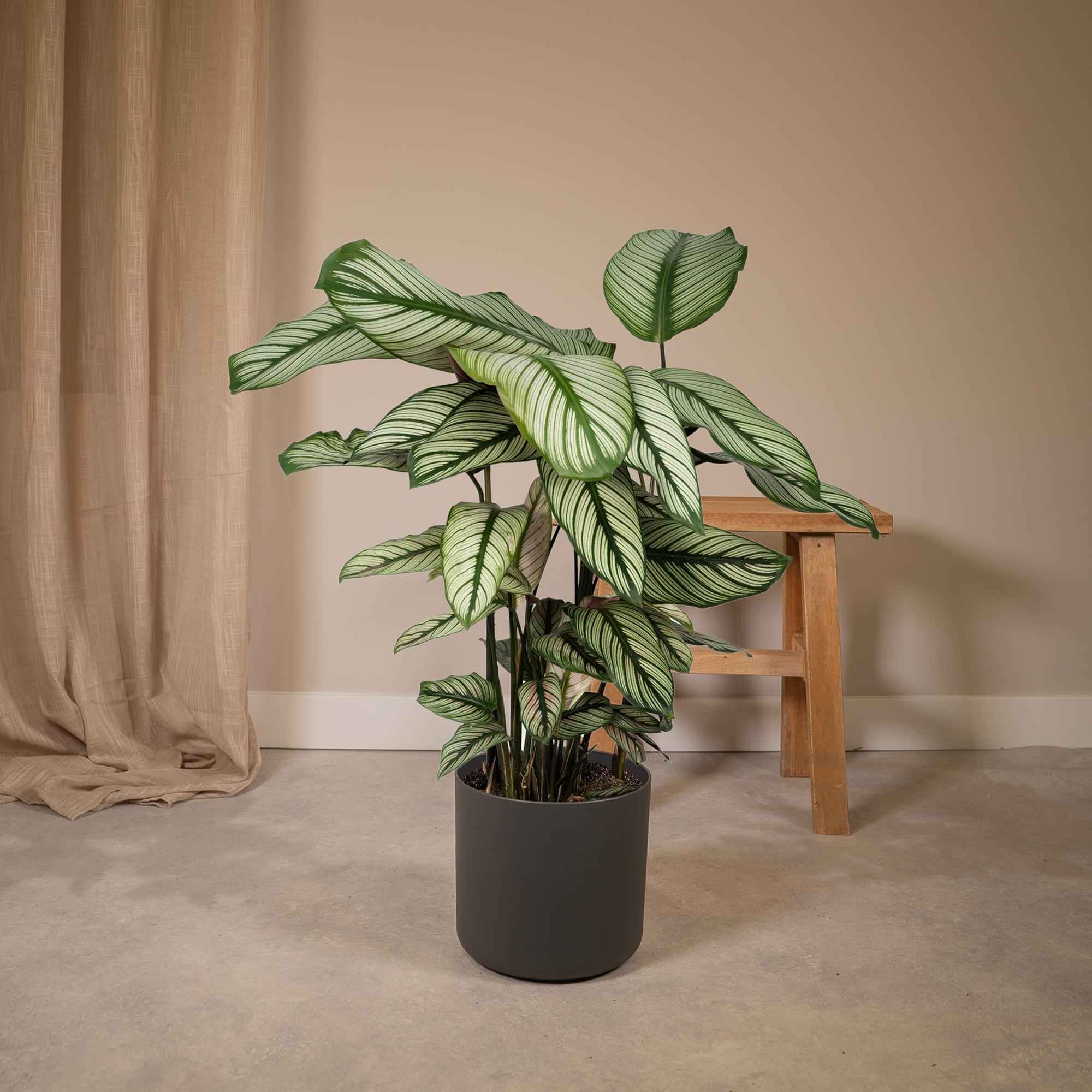 Image of Calathea Whitestar – Ø19cm x H50cm – Tropische Zimmerpflanze mit lebendigem Blattspiel – Luftreinigend & pflegeleicht – Im Pflanztopf