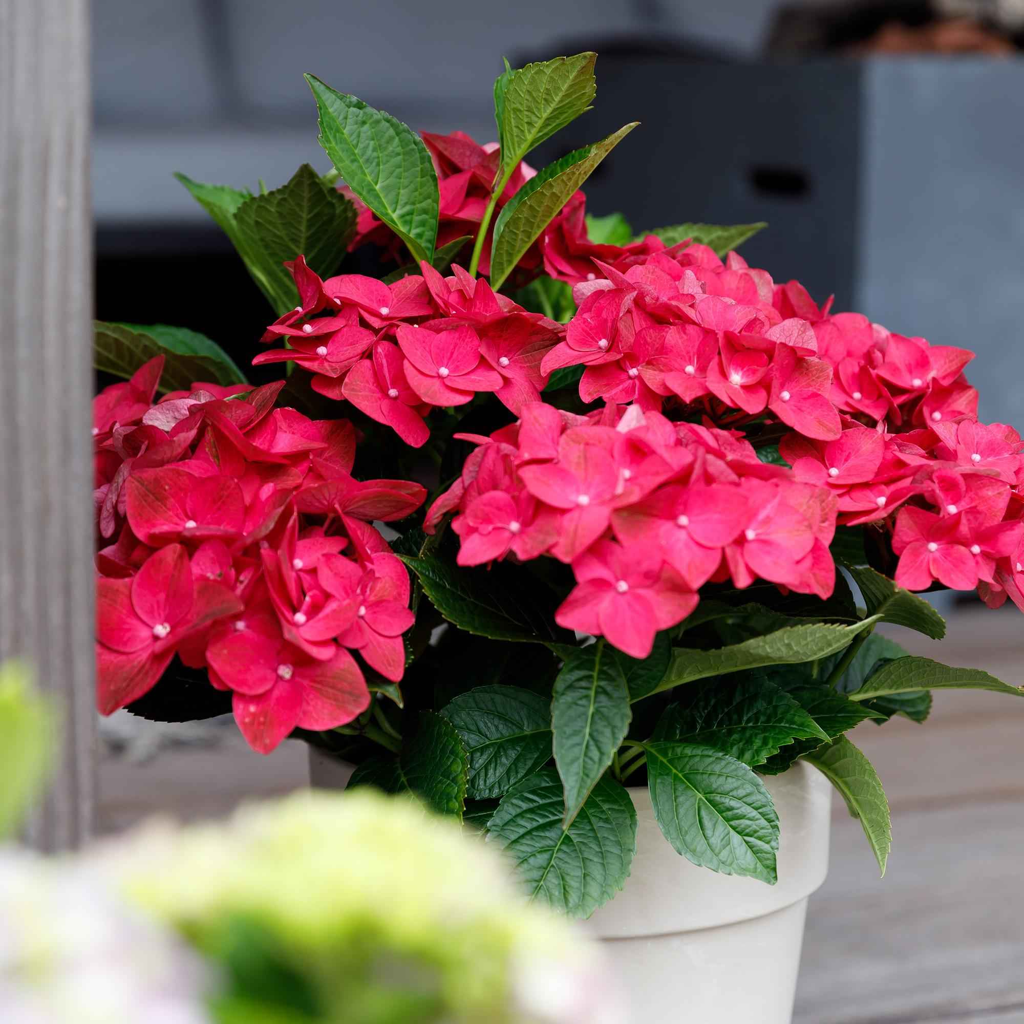 Image of Hortensie Magical Ruby Tuesday & Saphire – 2 Pflanzen – Hydrangea macrophylla – 23cm – Ca. 55cm hoch – 6-10 Blüten – Für Balkon, Terrasse & Beet-4