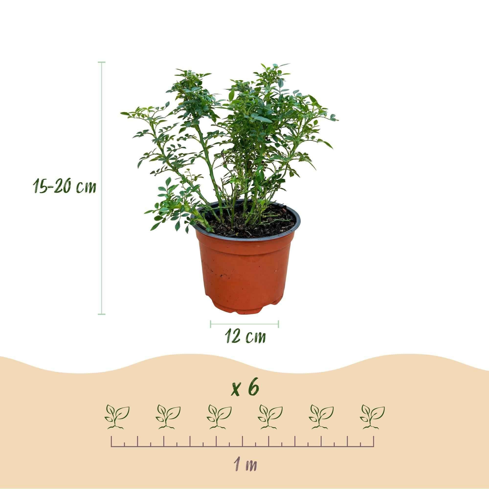 Image of Rose Rosa Cutie Pie winterhart rosa 20-25cm 12cm für Garten Balkon Terrasse Beet rosa Beetrose dauerblühend bienenfreundlich pflegeleicht kompakt-3