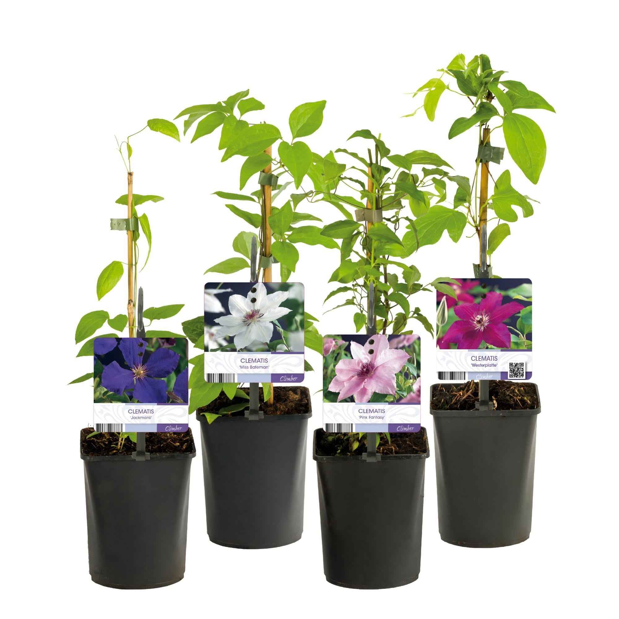 Image of Kletterpflanze Clematis Rainbow – Mehrfarbige Blüten Rosa Weiß Lila Rot – Wenig Pflege – 4 Pflanzen – 11cm Höhe 40cm – Für Garten, Balkon & Pergolen-2