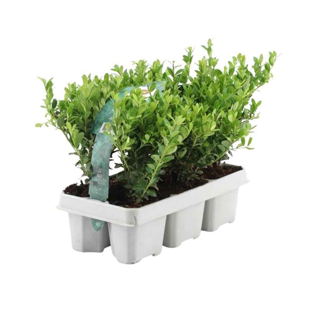 Image of Stechpalme – Ilex crenata 'Jenny' – 12 Pflanzen – Immergrün – Winterhart – Alternative zu Buchsbaum – Ø7cm ↕15cm-2