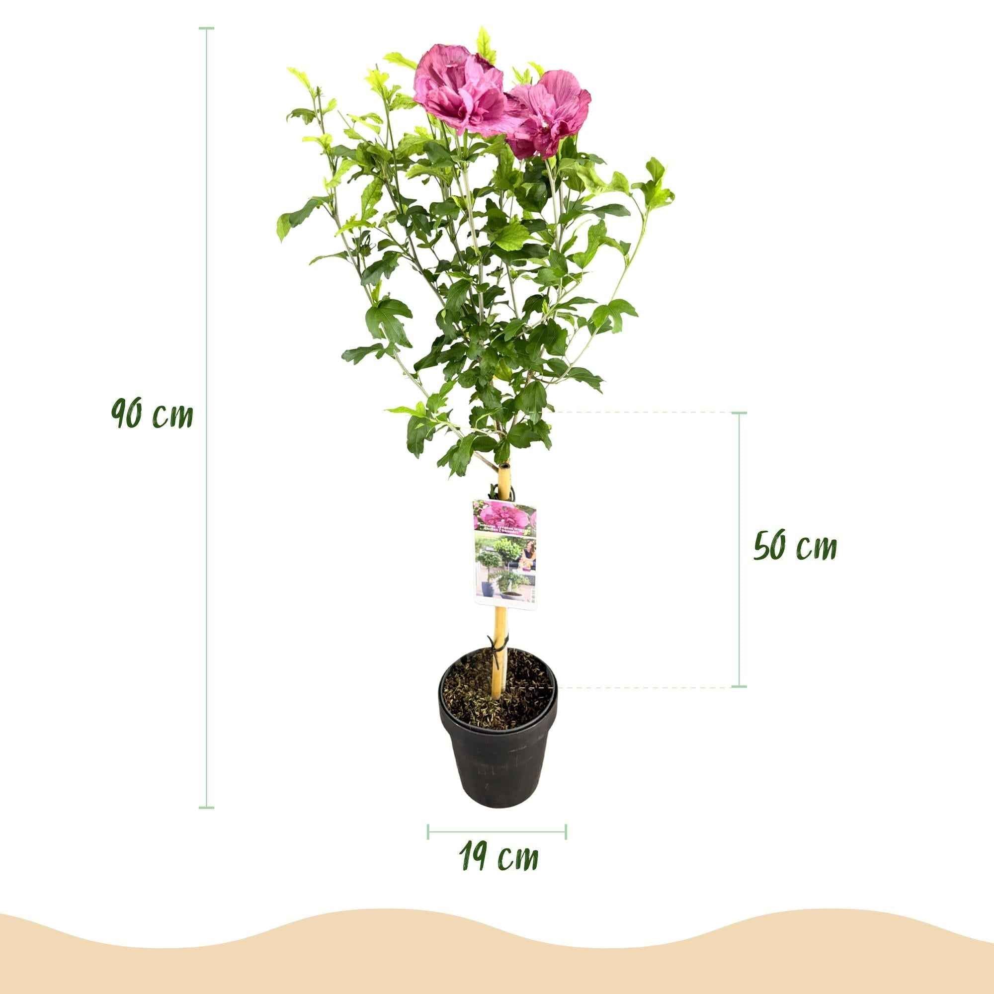 Image of Hibiscus syriacus Magenta Chiffon – Blühende Stamm – Pflanze mit magentafarbenen Blüten – Laubabwerfend & pflegeleicht – Topf Ø19cm – Höhe ca. 90cm-3