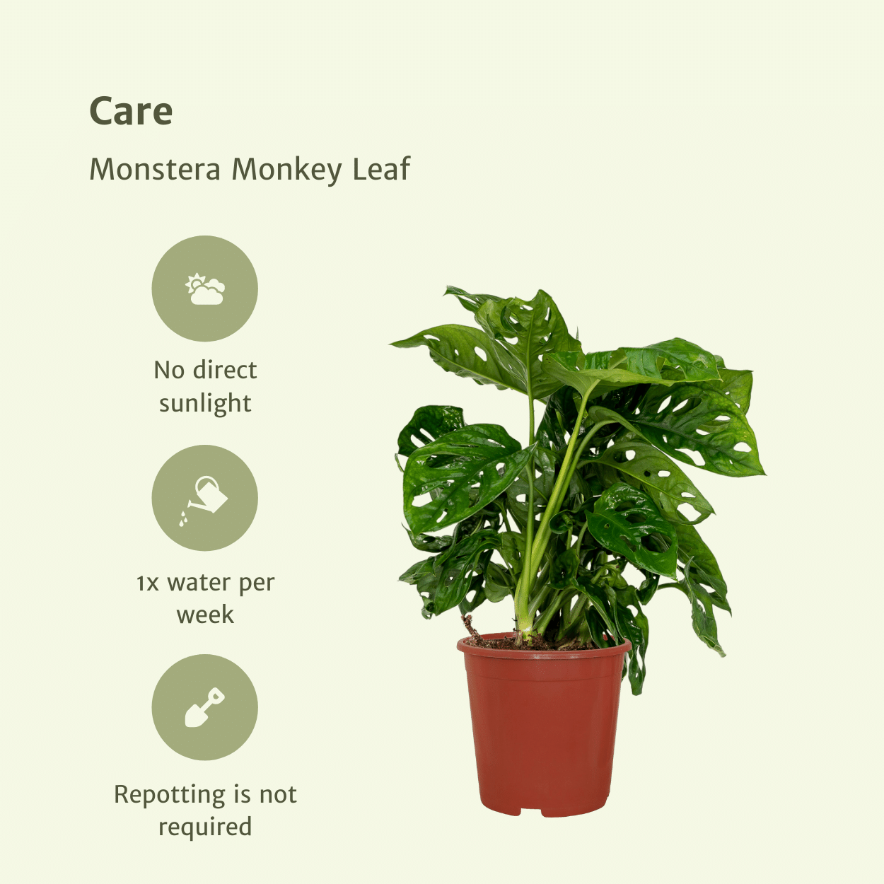Image of Fensterblatt – Monstera Monkey Leaf – Zimmerpflanze – Ø12cm – ↕30cm – Lochblatt – Pflegeleicht – Tropisches Flair-4
