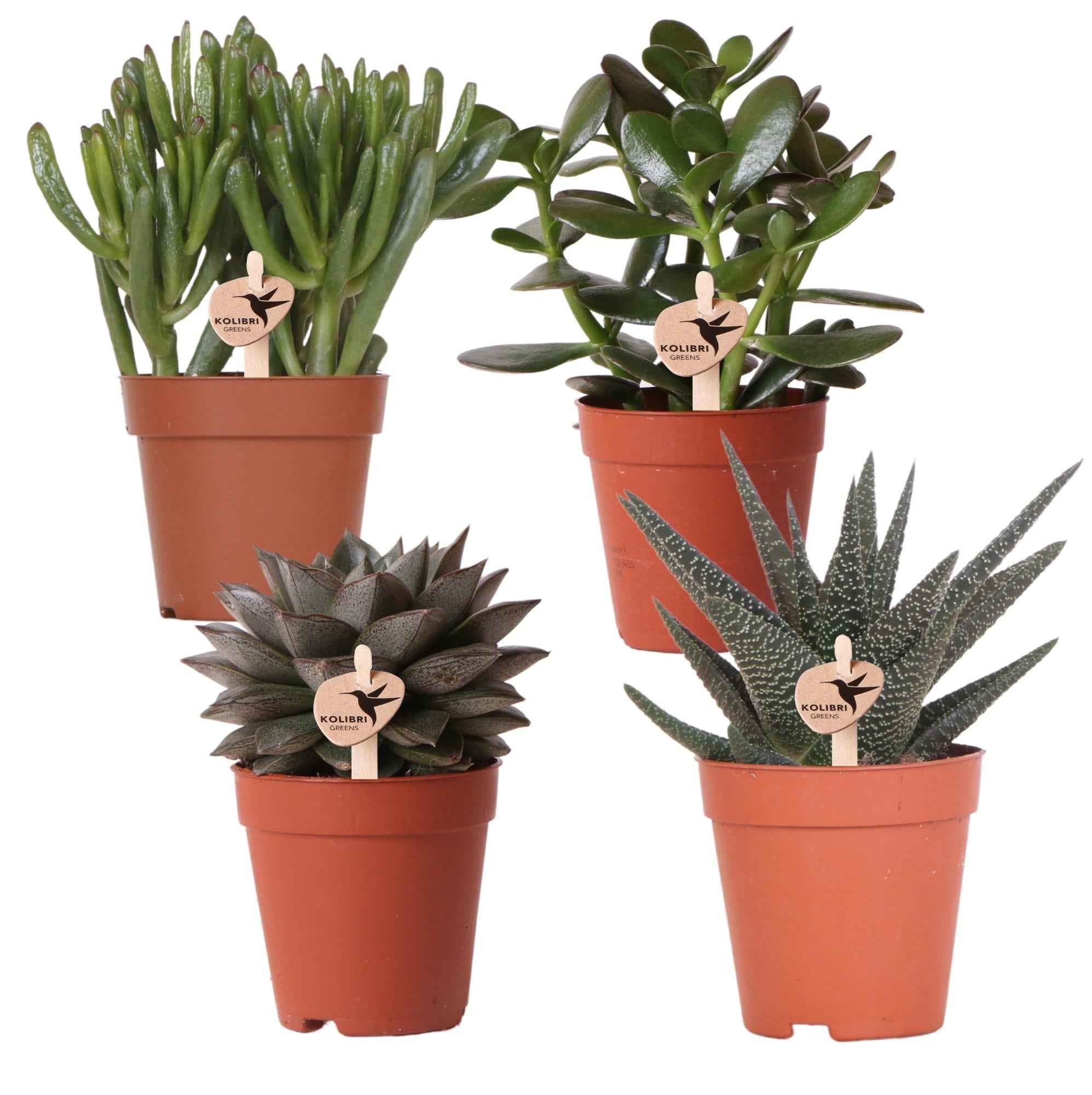 Image of Sukkulenten Set – 4 Pflanzen – Zimmerpflanzen im Ø9cm – Pflegeleicht & dekorativ – Ideal für Zuhause, Büro & Geschenkideen-0