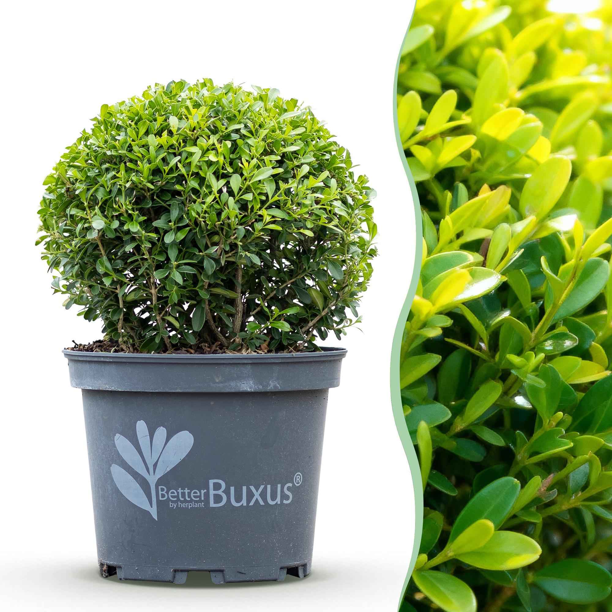 Image of BetterBuxus Skylight Kugel 25cm 23cm widerstandsfähig pflegeleicht für Garten Balkon Terrasse Formschnitt winterhart dekorative Kugelpflanze-0