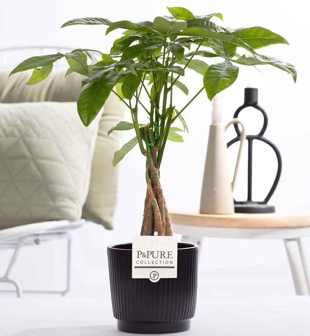 Image of Pachira Aquatica im Keramiktopf – Ø12cm ↕45cm – Glückskastanie mit geflochtenem Stamm – Stilvolle Zimmerpflanze für Zuhause & Büro-0