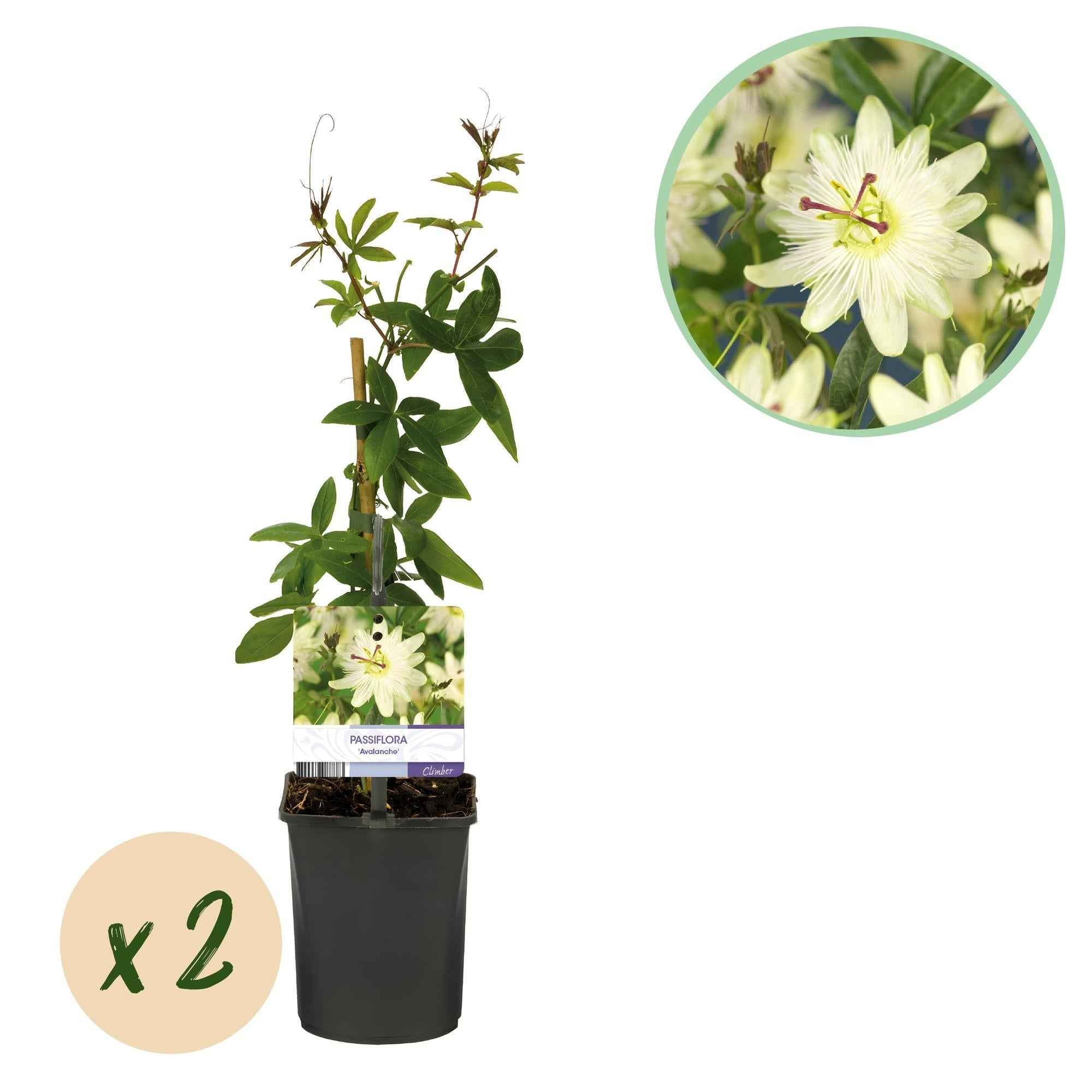 Image of Passiflora Avalanche Passionsblume – Weiße Kletterpflanze 11cm – 2 Pflanzen Set ca.40cm – Duftende Blüten & Pflegeleicht-2