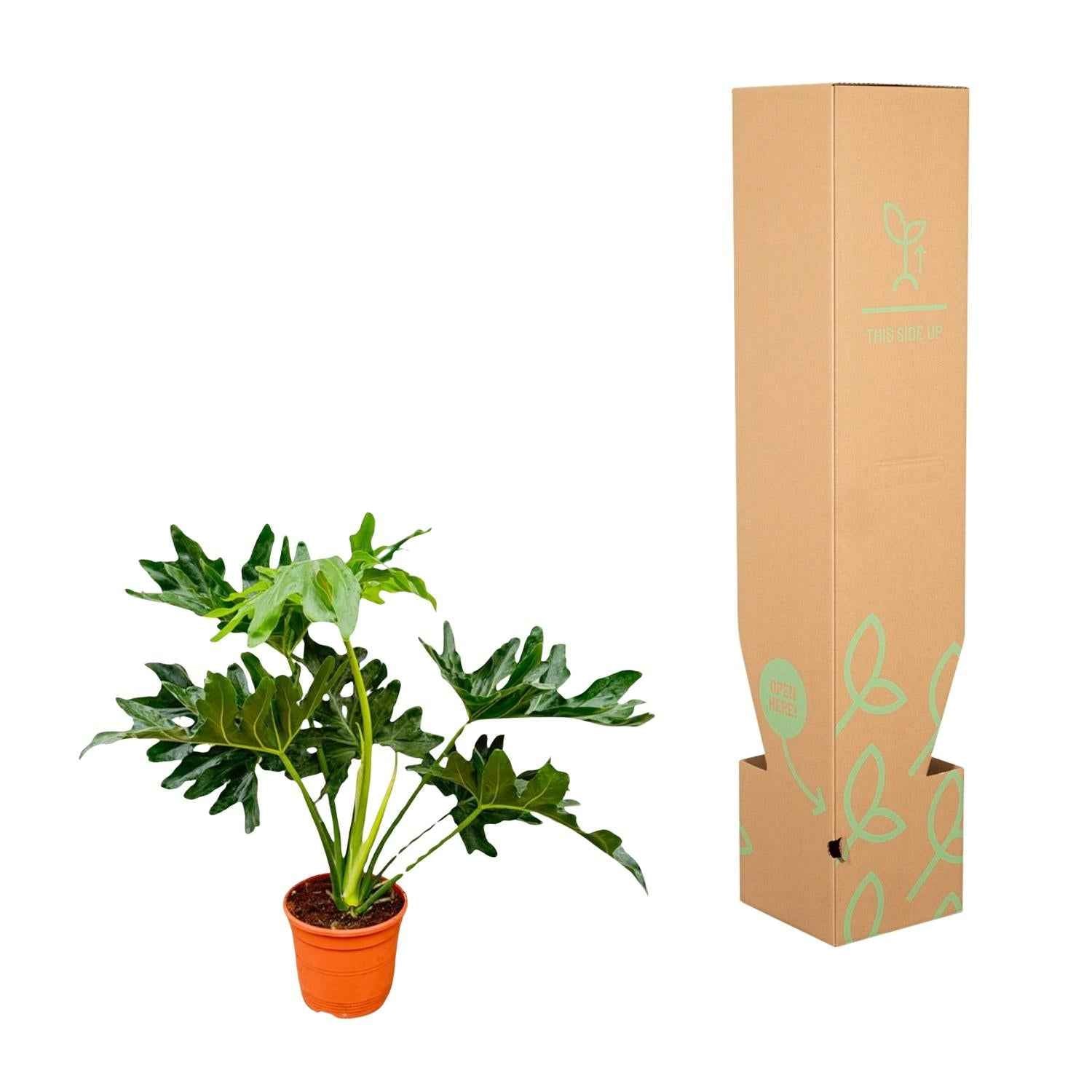 Image of Baumfreund Philodendron Selloum – 60cm – Ø22cm – Tropische Zimmerpflanze mit großen, tief eingeschnittenen Blättern – Pflegeleicht & luftreinigend-2