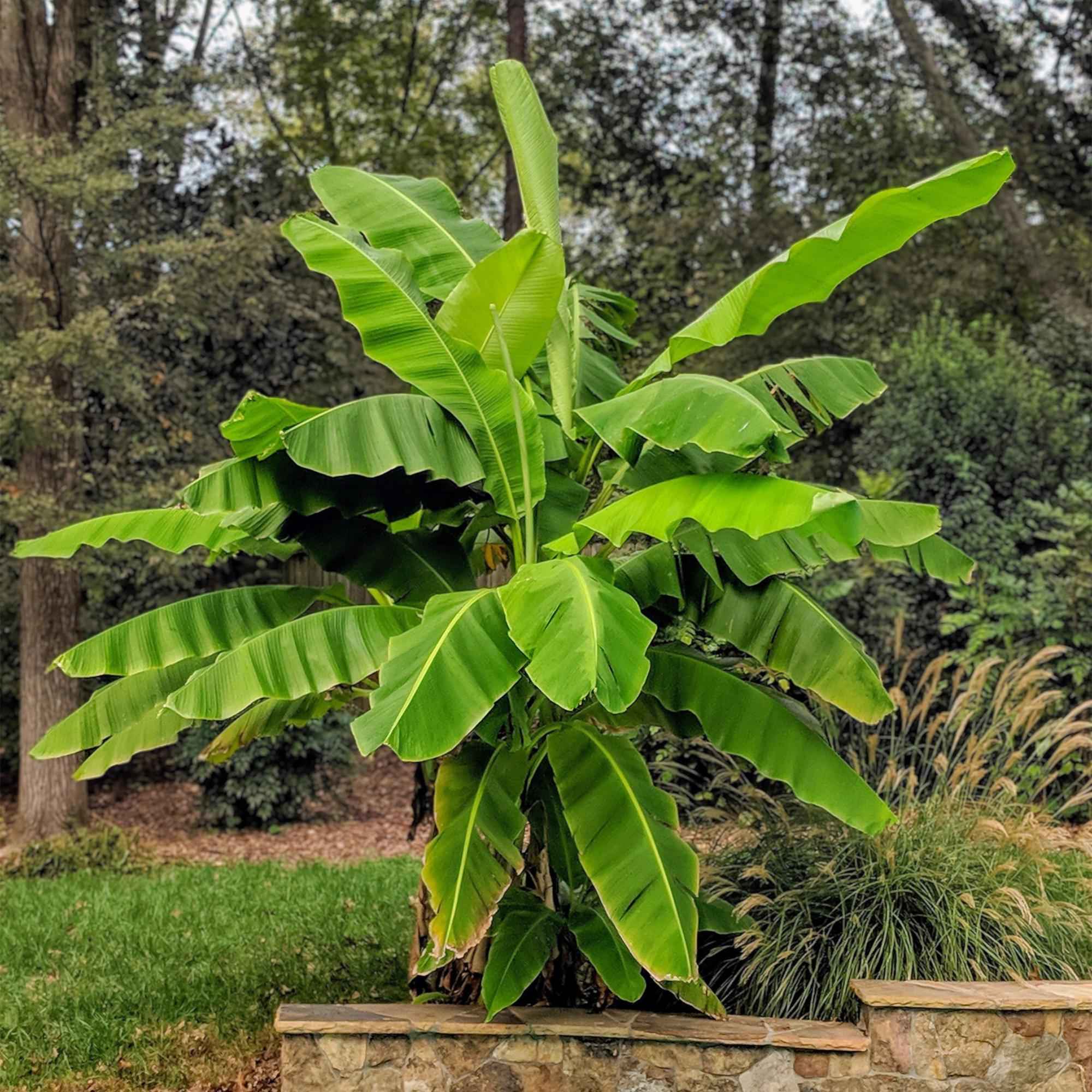 Image of Japanische Faserbanane – Musa basjoo – Winterhart – 2 Pflanzen – Ø15cm – Höhe ca. 50cm – Tropische Optik & essbare Früchte – Pflegeleicht-0