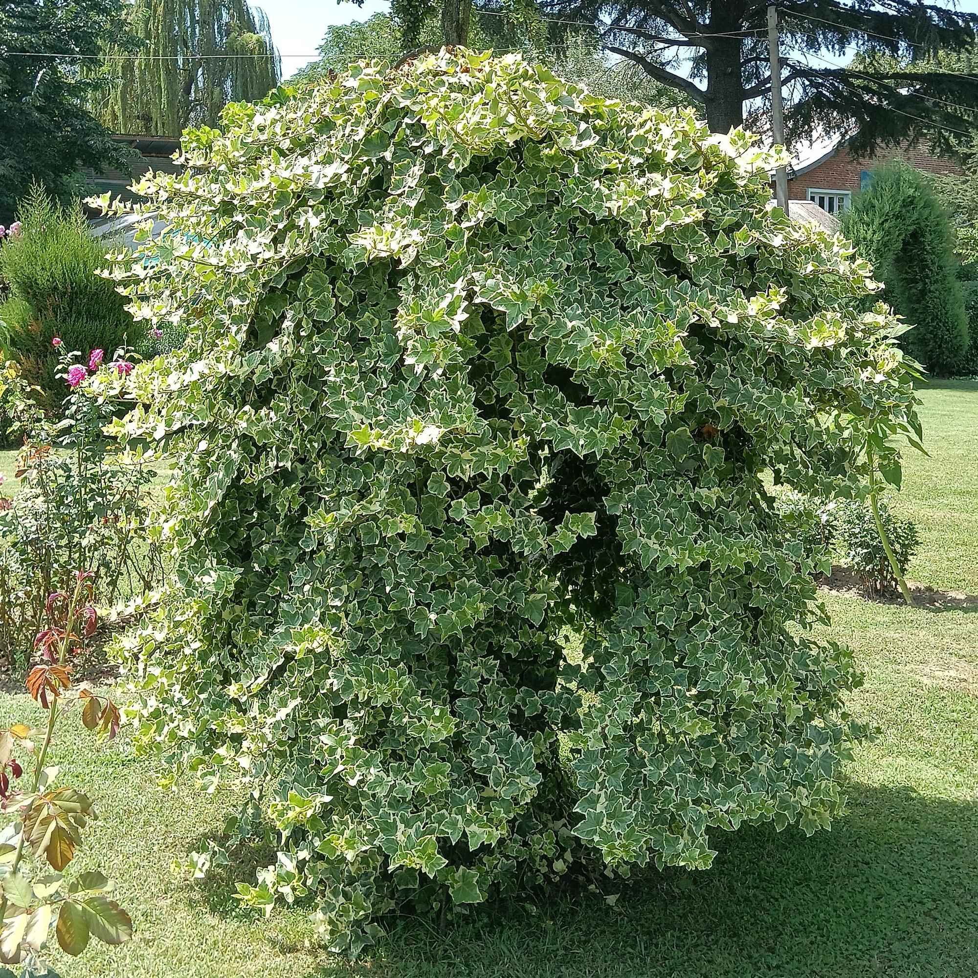 Image of Kletterpflanze Hedera helix 'Glacier' – 2 Pflanzen – Immergrün – Blatt bunt – 11cm – Höhe 40cm – Efeu für Innen & Außen – Hängeampeln & Bodendecker-0