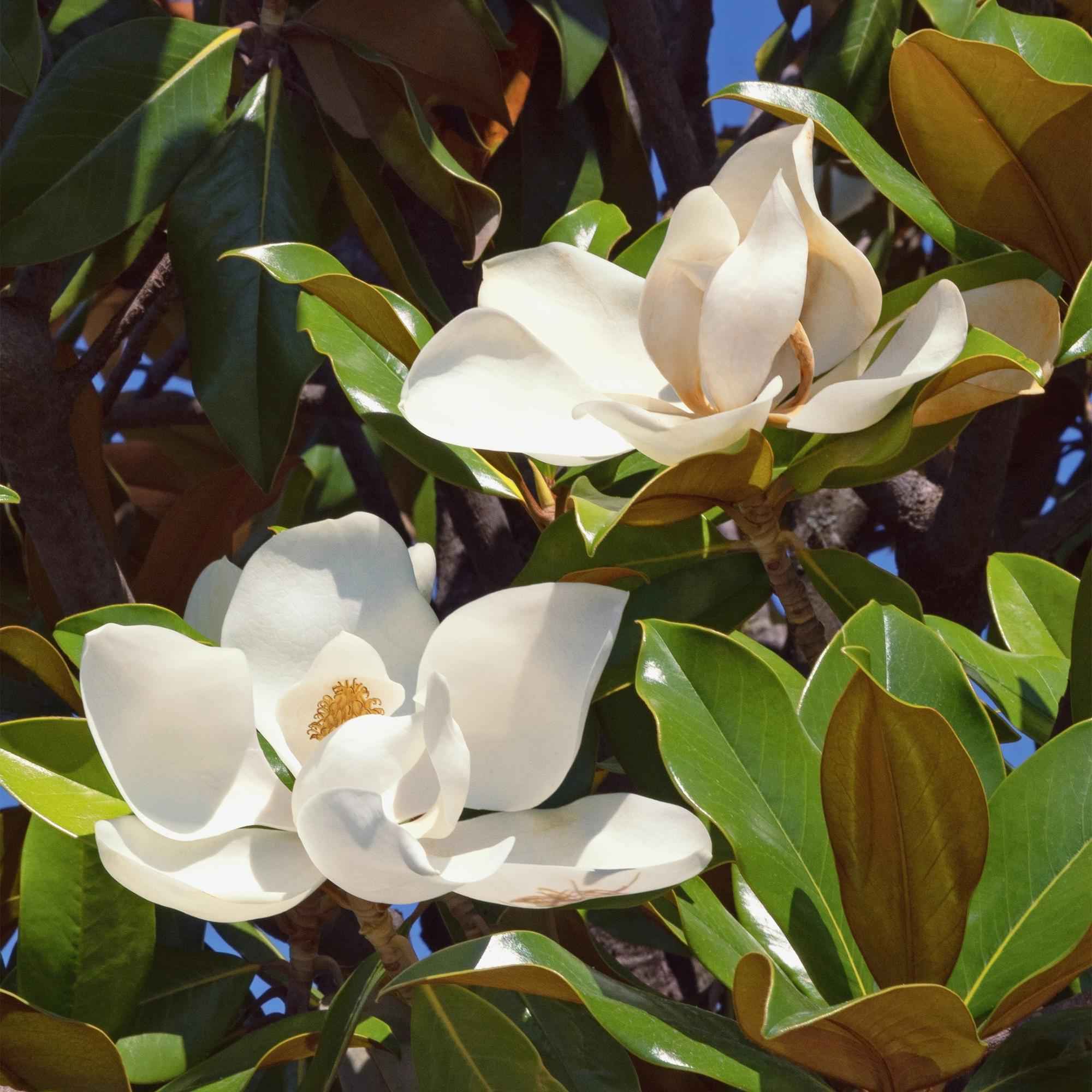 Image of Magnolia grandiflora – 12cm – Höhe ca. 30cm – Immergrüne Großblütige Magnolie mit duftenden weißen Sommerblüten-2