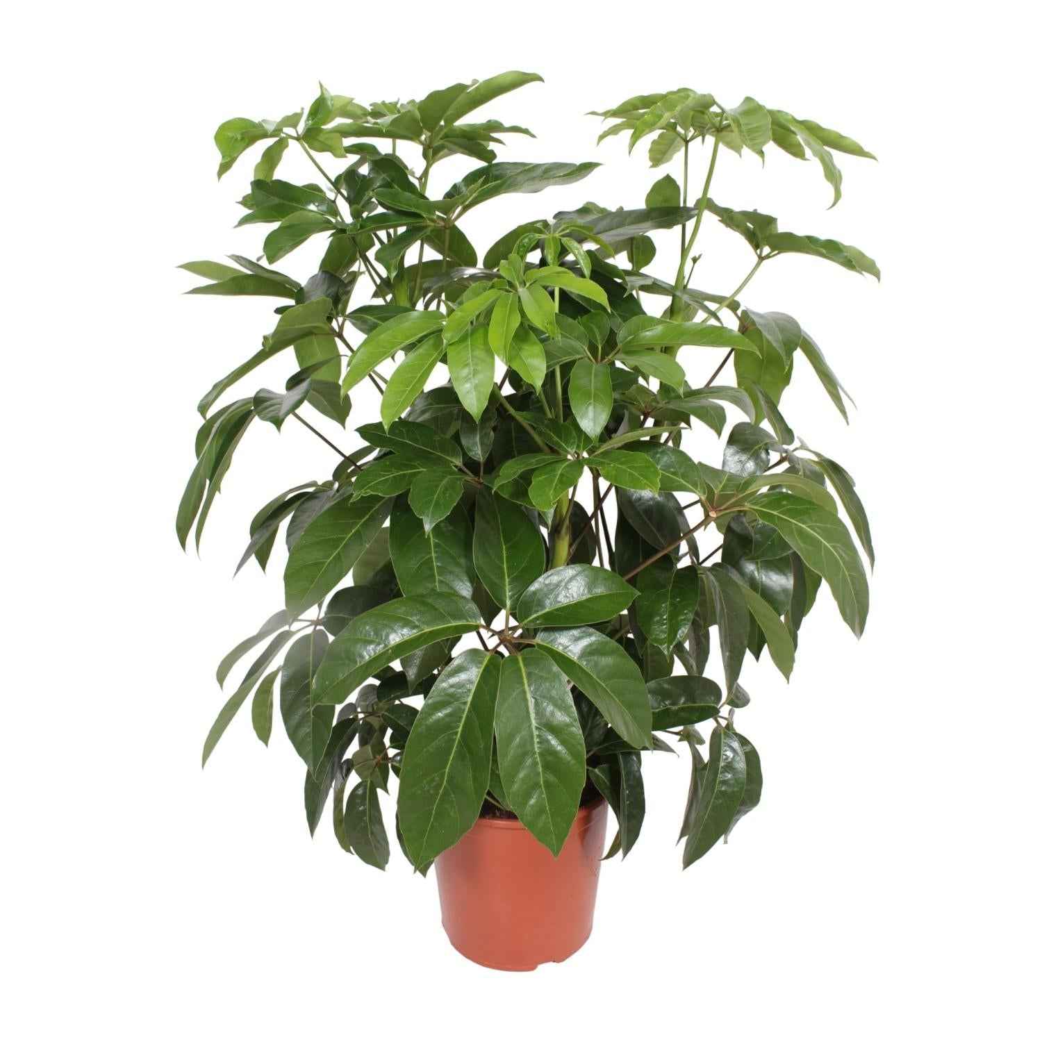 Image of Schefflera Amate – Strahlenaralie – Ø30cm ↕120cm – Große pflegeleichte Zimmerpflanze mit glänzend grünen Blättern für Büro & Wohnzimmer-0