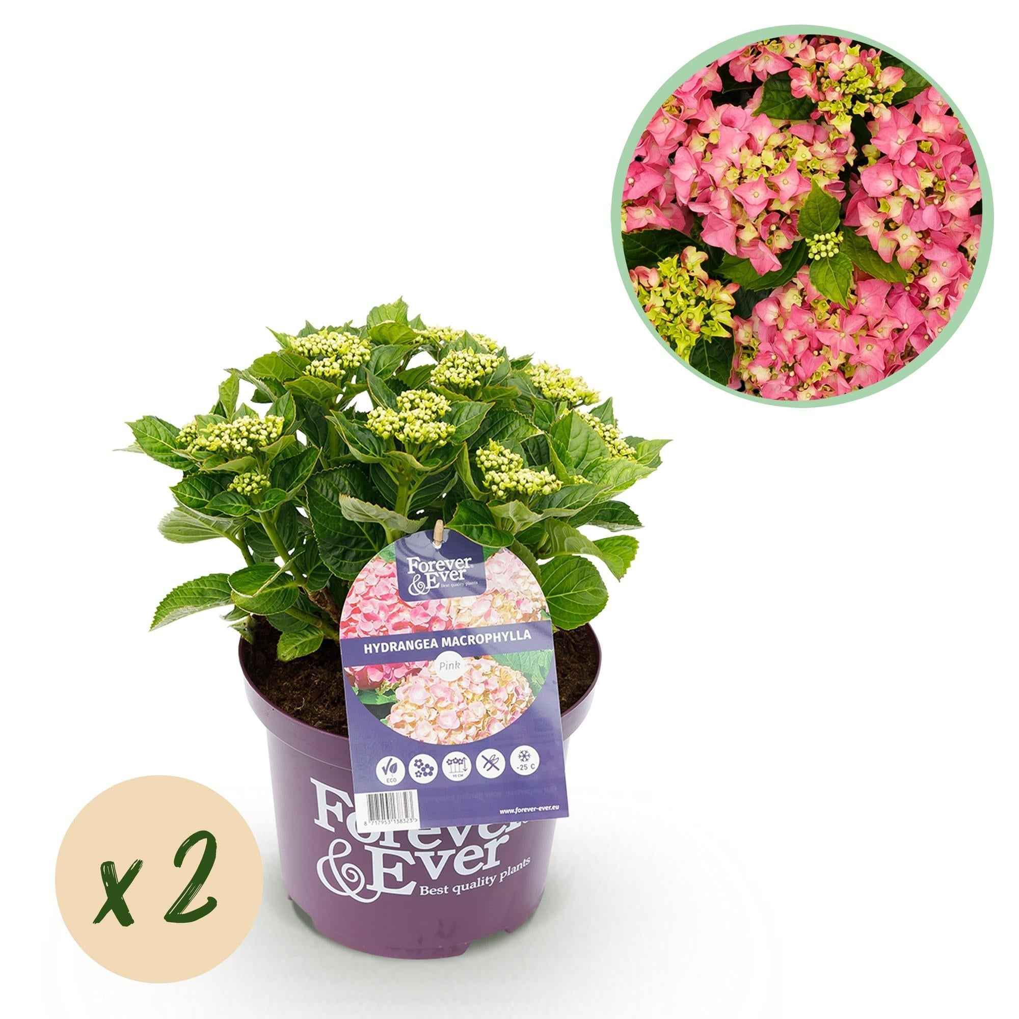 Image of Hortensie Forever & Ever – Rosa – 2 Pflanzen – Hydrangea macrophylla – 23cm – Ca. 55cm hoch – 7-12 Blüten – Langanhaltende Blüte