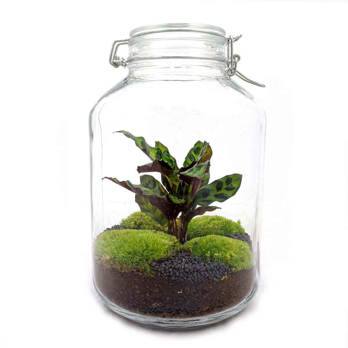 Image of Flaschengarten Calathea – DIY Bausatz Terrarium – ↕28cm – Do – It – Yourself Pflanzen – Set im Glas mit Korkdeckel – Autarkes Mini – Ökosystem