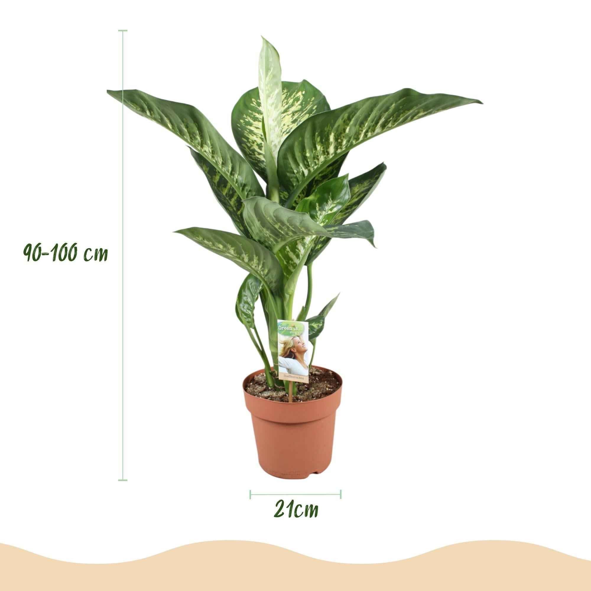 Image of Dieffenbachia Tropic Snow – 21cm – Höhe 90-100cm – Pflegeleichte bunt gemusterte Zimmerpflanze für Wohnzimmer, Büro und stilvolle Innenräume-2