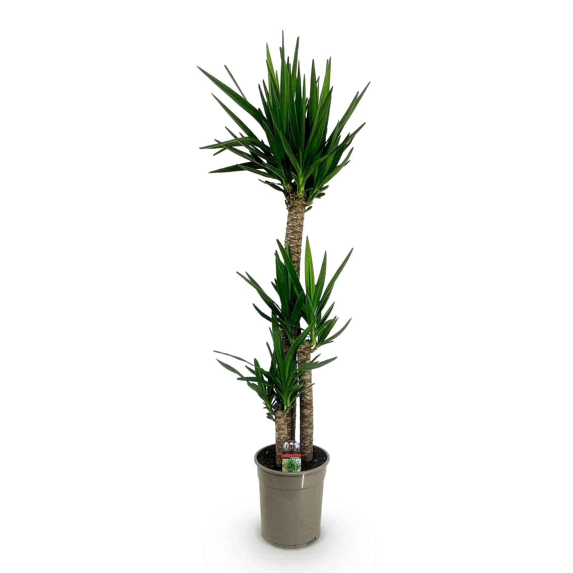 Image of Palmlilie Yucca Elephantipes – 170cm – 27cm – Pflegeleichte, robuste Palmlilie mit langen, schmalen Blättern – Großwüchsige Zimmerpflanze für Wohn-0