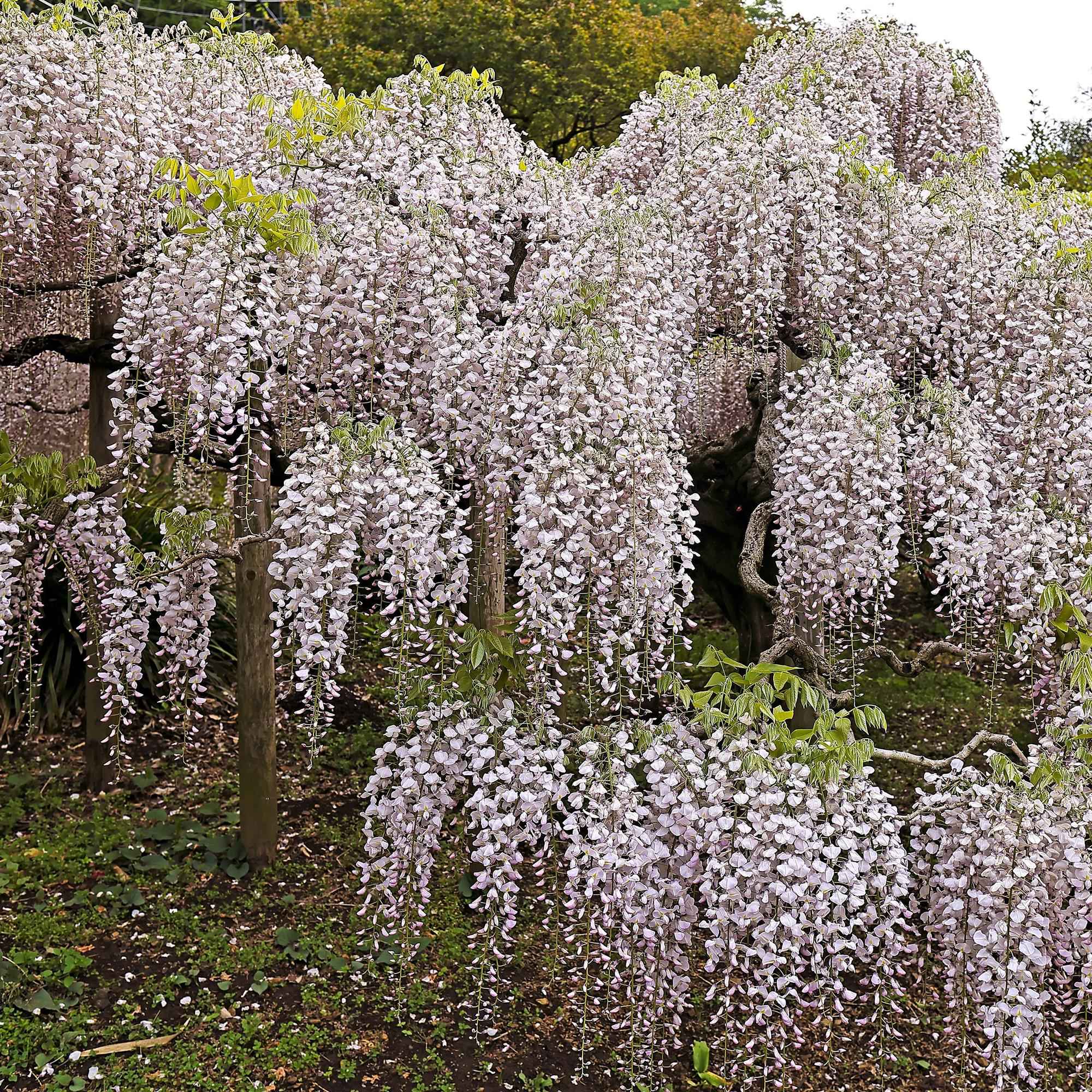 Image of Kletterpflanze Wisteria floribunda Rosea – Rosa Blütentrauben – Frühling – 11cm x H40cm – Pflegeleicht – Für Garten, Pergola & Zaun-0