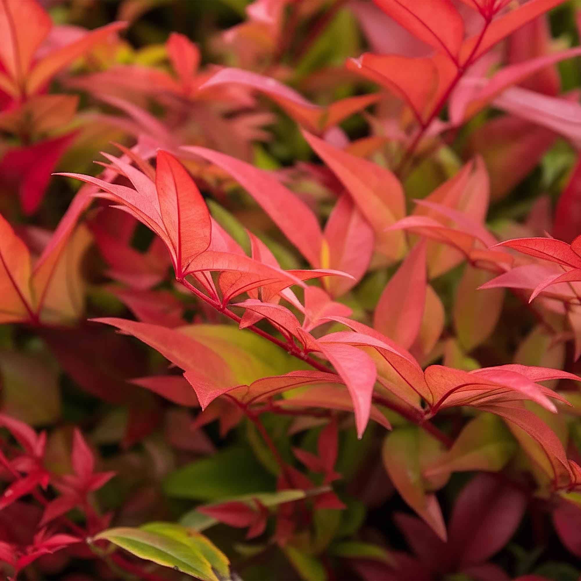 Image of Heiliger Bambus Nandina Gulfstream – 17cm Höhe ca.45cm – Immergrün & farbwechselnd – Orangefarbenes Laub – Pflegeleichter dekorativer Zierstrauch-3