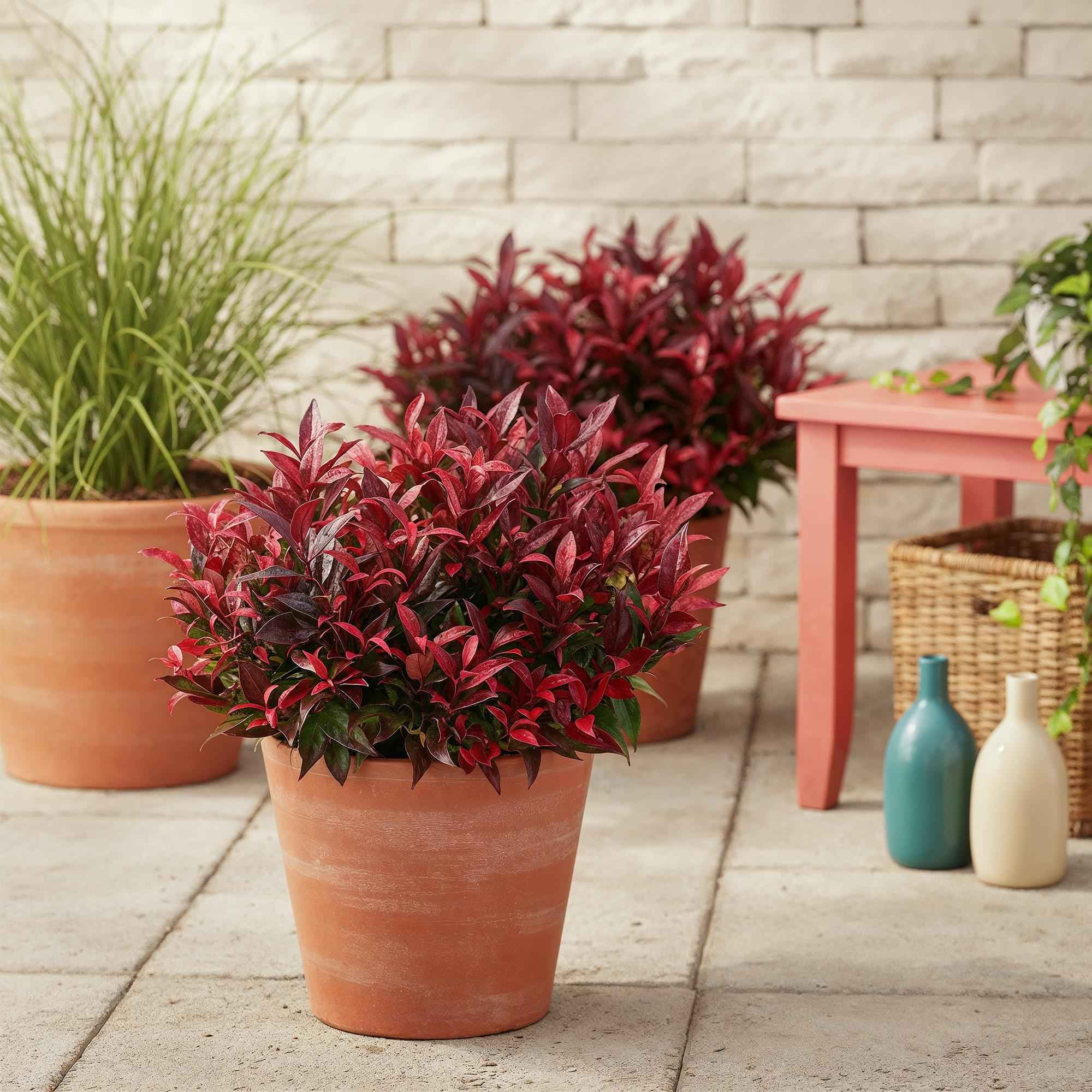 Image of Traubenheide Leucothoe Zeblid – 17cm Höhe ca.45cm – Immergrün & farbintensiv – Rotes Laub – Pflegeleichter dekorativer Zierstrauch-3