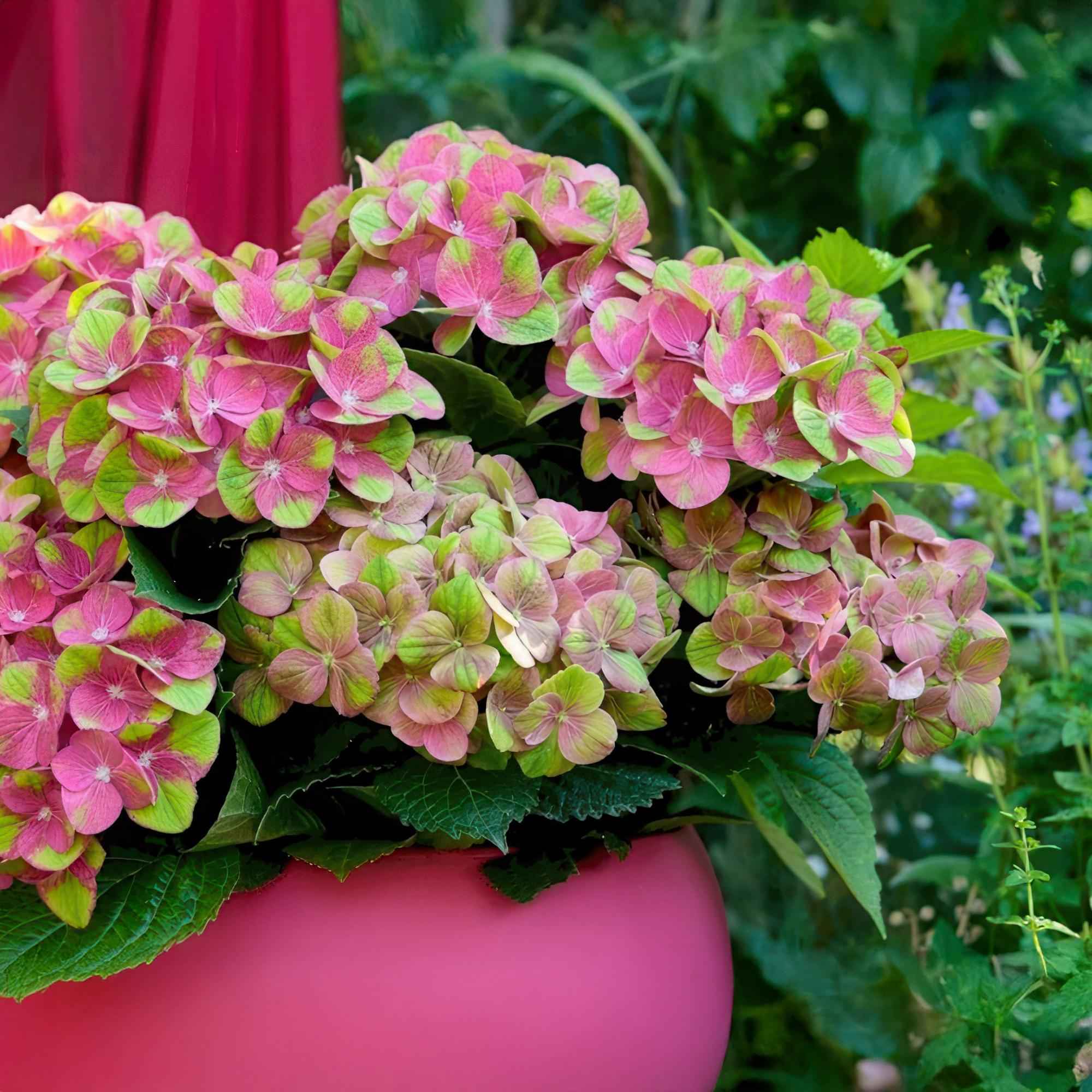 Image of Hortensie Magical Green Fire – Hydrangea macrophylla – Rosa – Grün – Balkonpflanze – Im 23cm Topf – Ca. 55cm hoch – 6-10 Blüten – Pflegeleicht-1