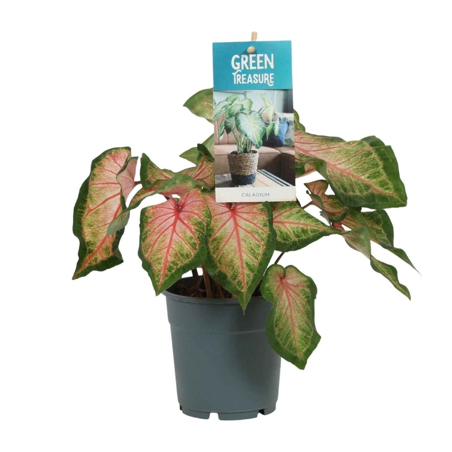 Image of Caladium Rose – Angel Wings – Ø12cm – ↕25cm – Tropische Zimmerpflanze mit rosa – grünem Laub – Dekorativ & pflegeleicht – Für halbschattige Standorte