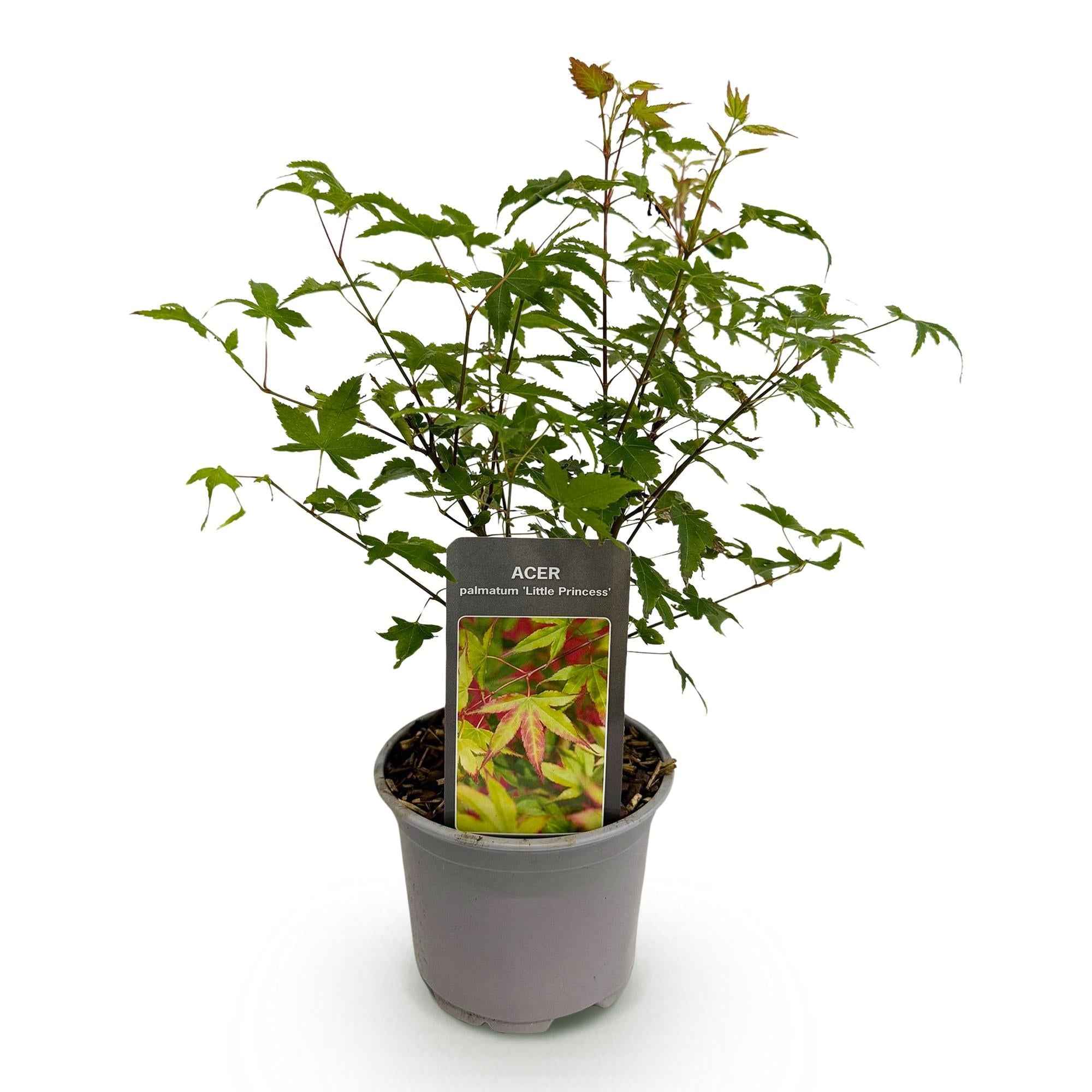 Image of Ahorn Acer palmatum Little Princess – Grün – Laubabwerfend – Wenig Pflege – 12cm Höhe 35cm-1