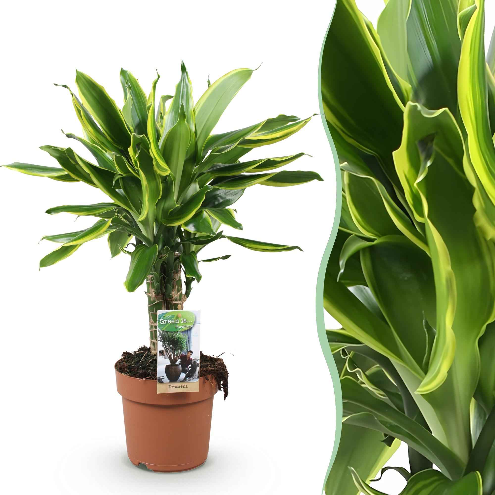 Image of Dracaena fragrans Golden Coast – 50-55cm – 17cm – Pflegeleichter Drachenbaum in Grün – Gold-1
